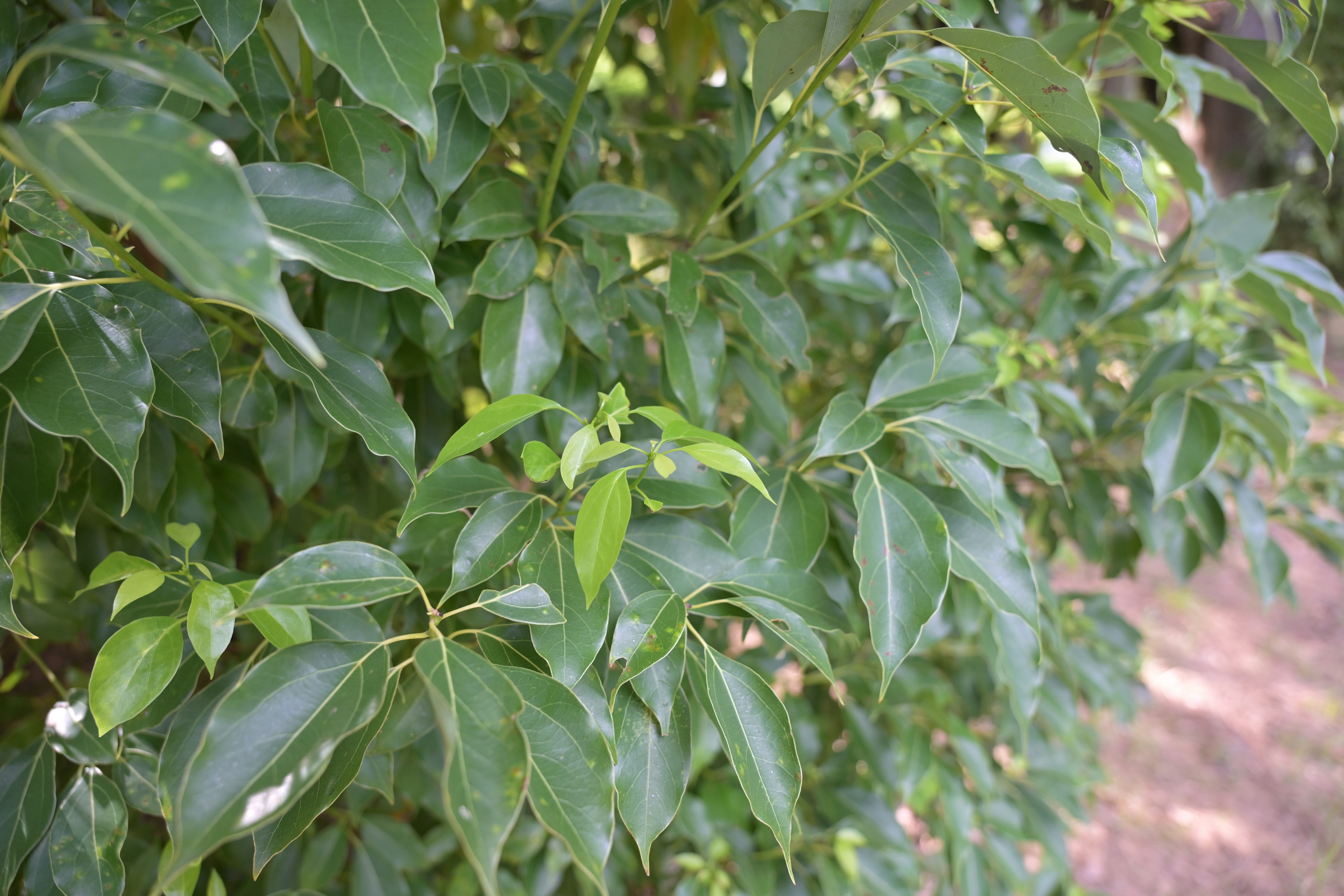 緑の葉が豊富に茂る木のクローズアップ