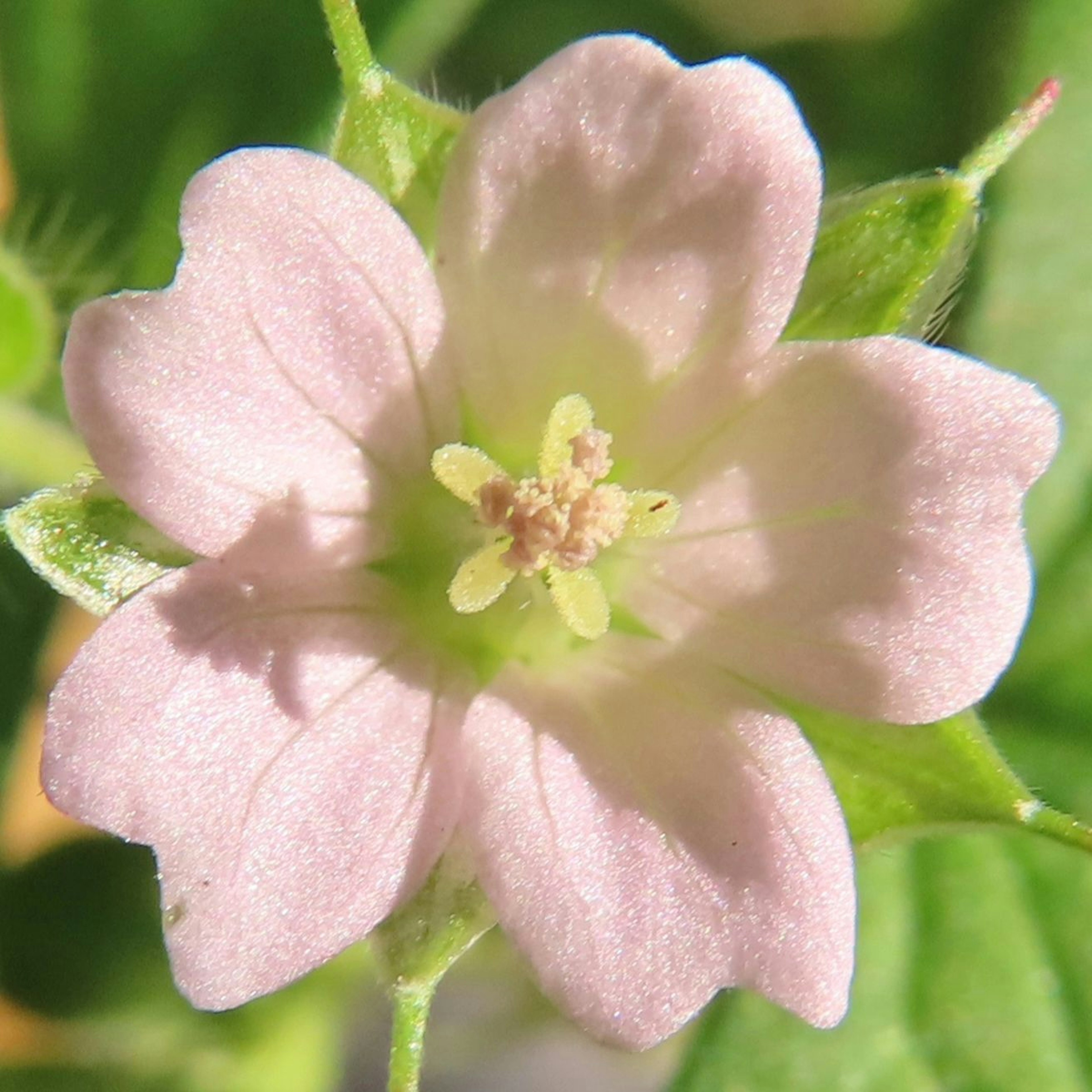 Delicate pink flower with light green stamens at the center