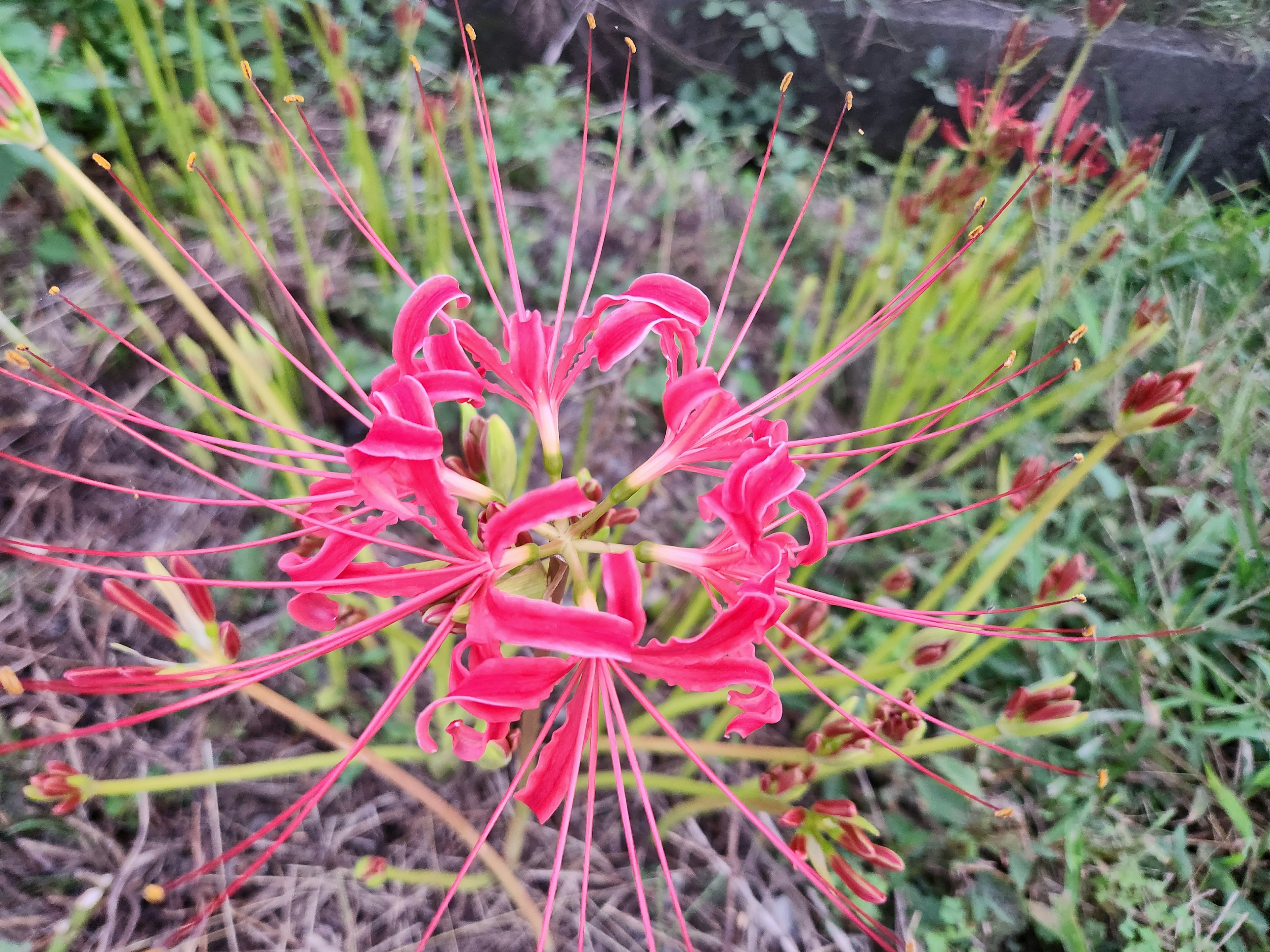 Close-up of a vibrant red spider lily flower with long slender petals