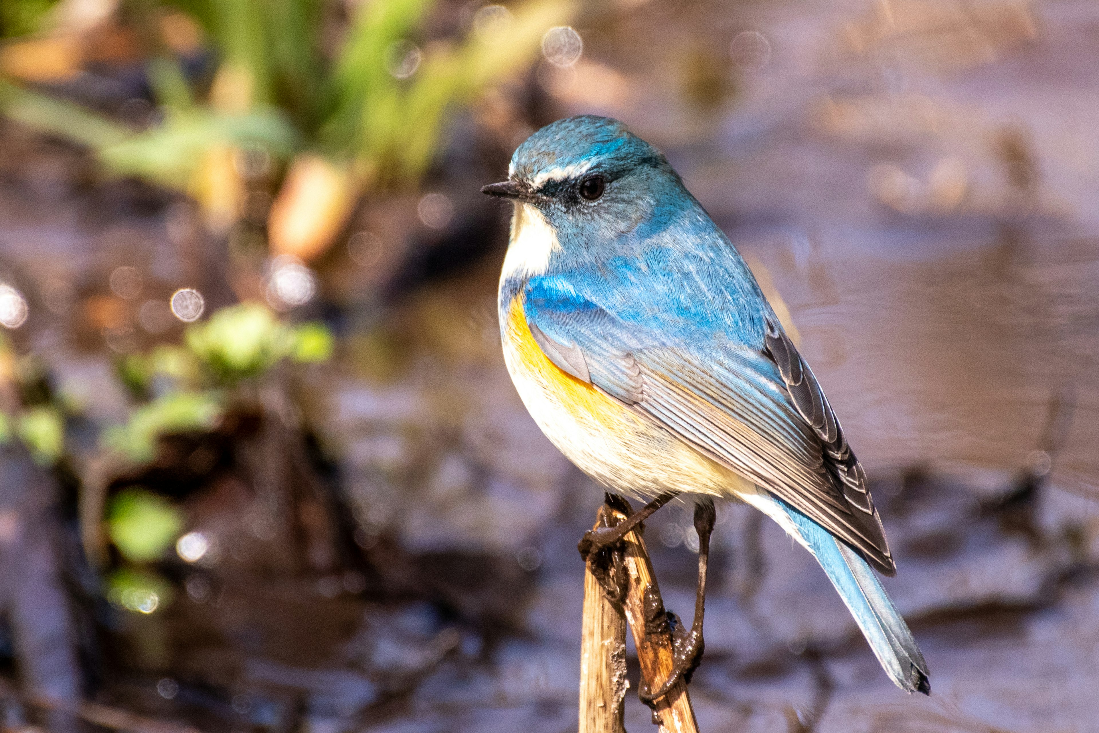 Ein kleiner Vogel mit blauen Federn sitzt auf einem Ast am Wasser