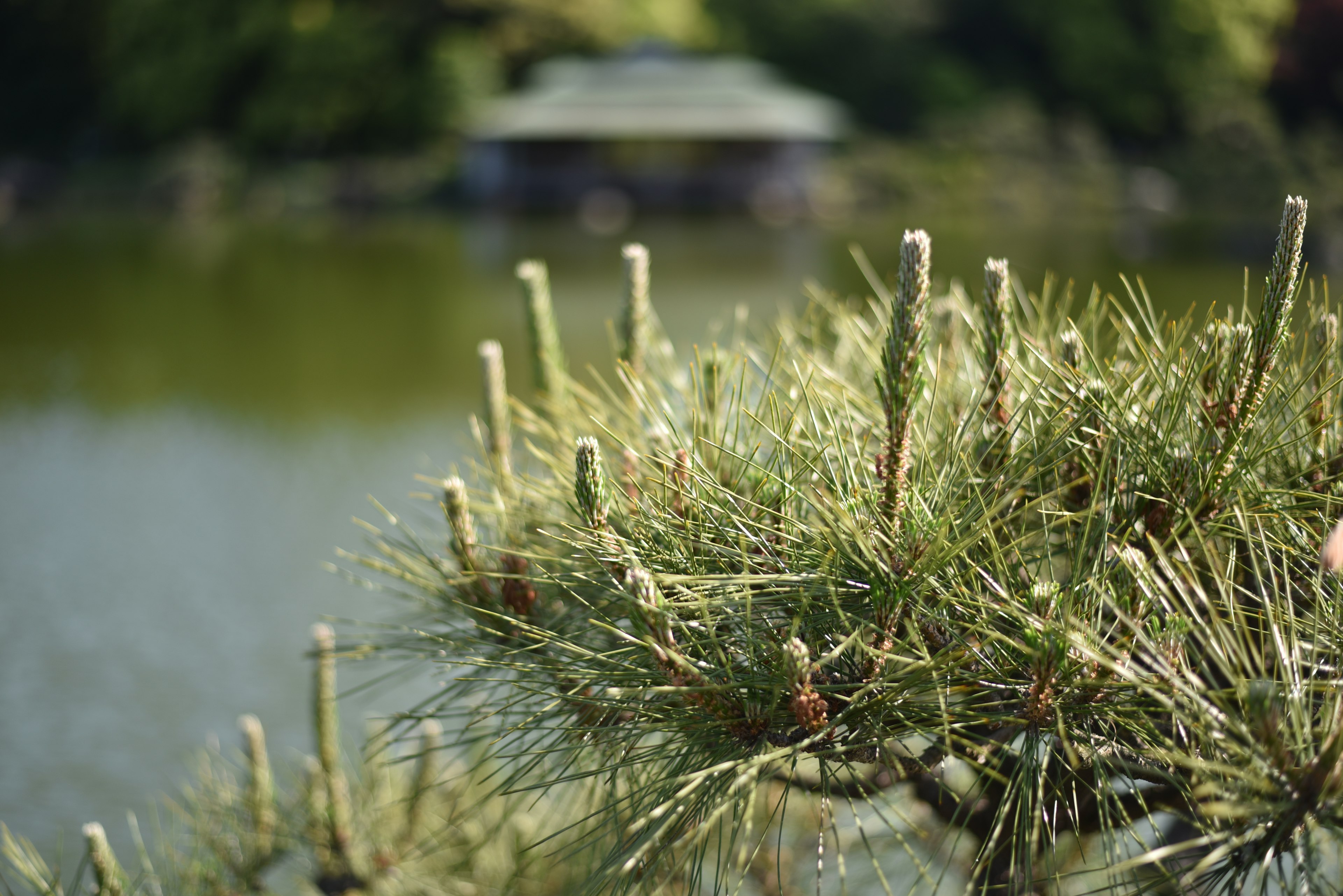 靠近寧靜池塘的松樹芽的特寫，背景是小船屋