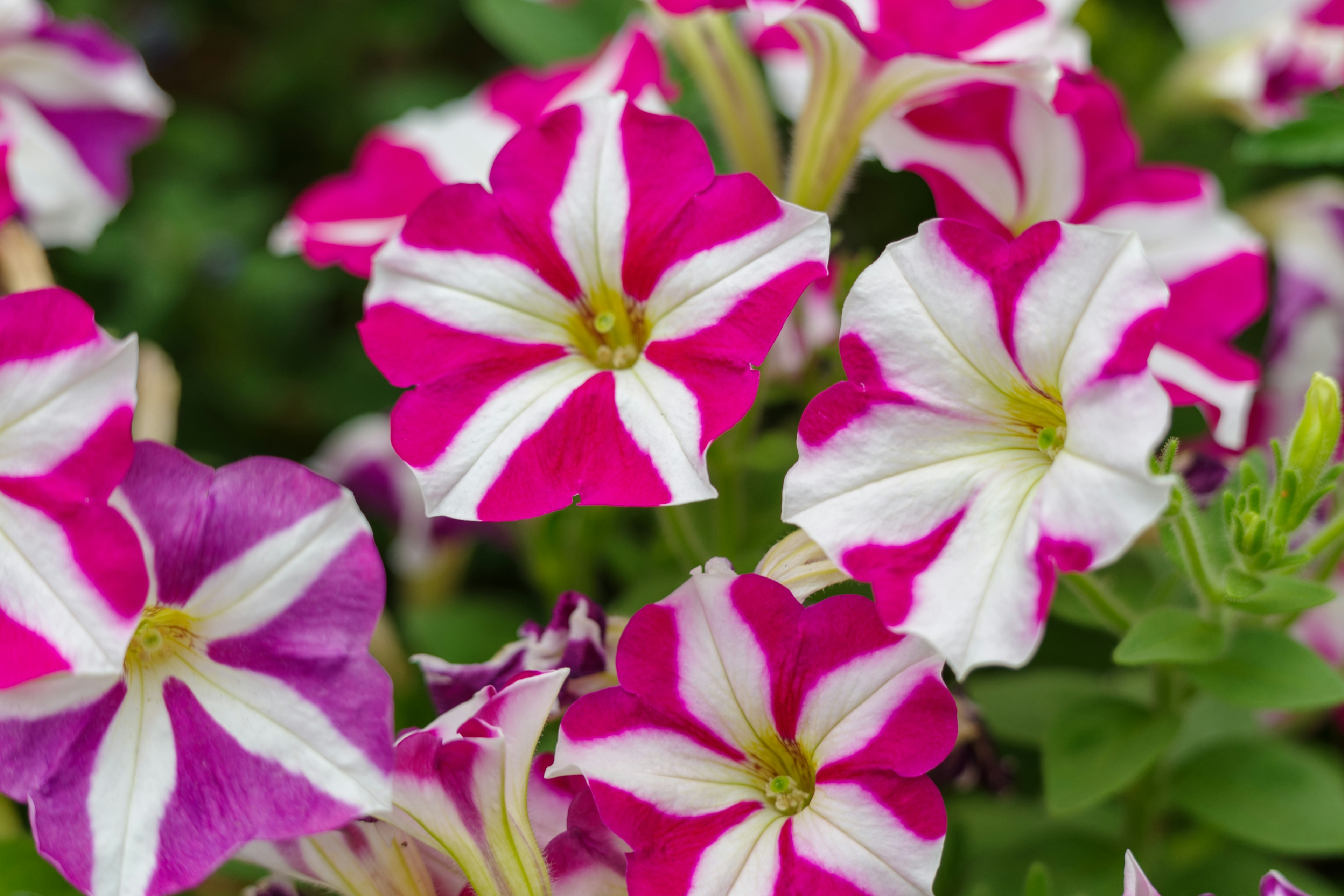 Lebendige rosa und weiße Petunienblüten in voller Blüte