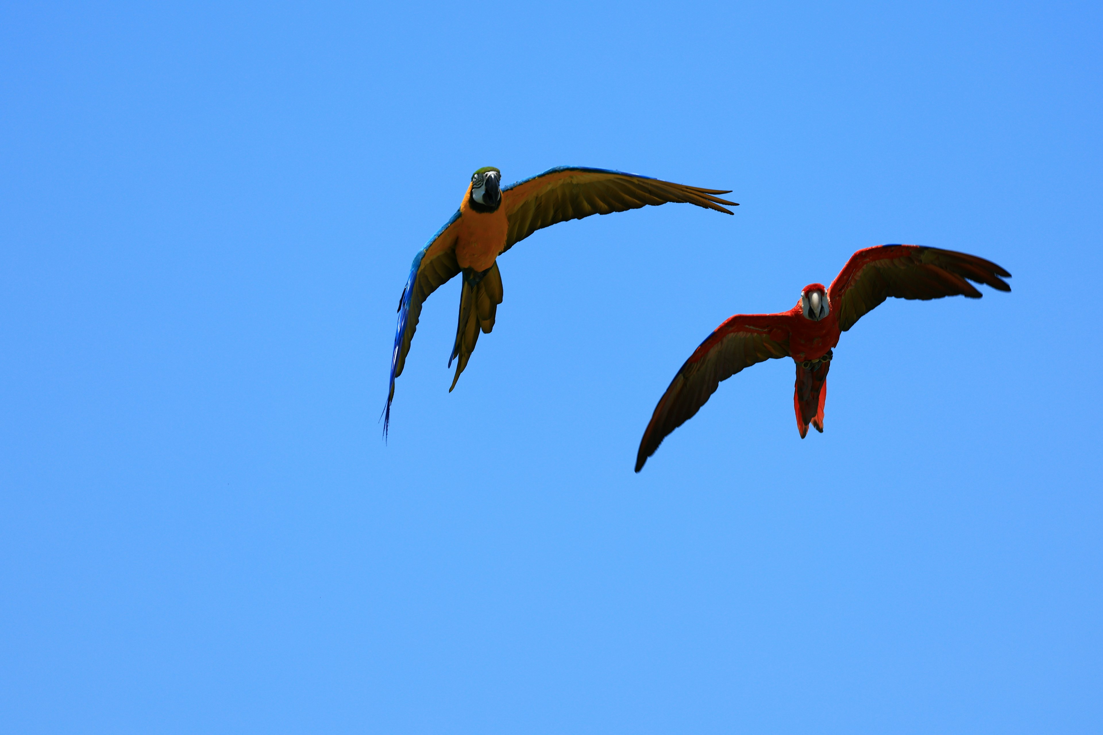 Dos guacamayos coloridos volando contra un cielo azul