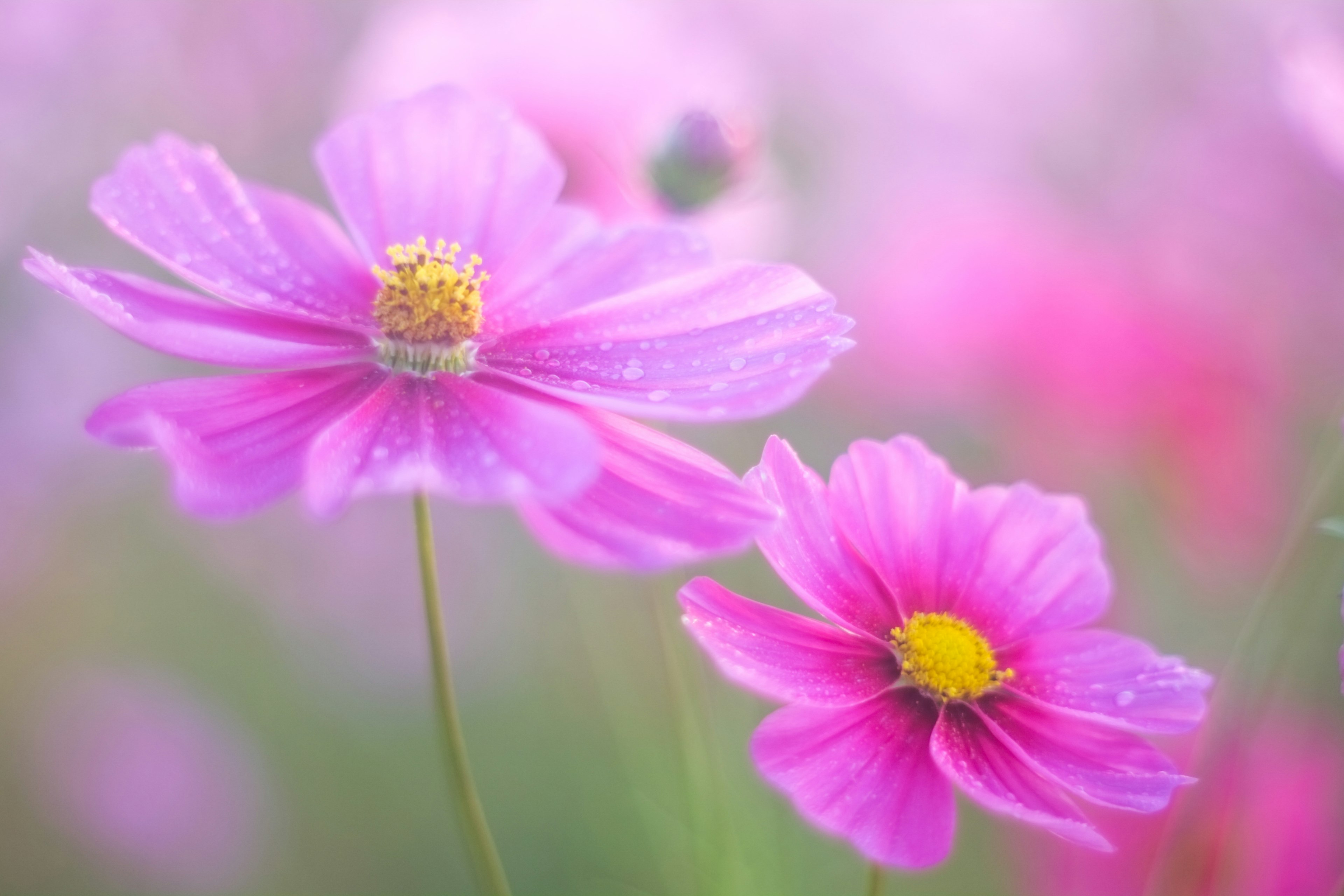 美しいピンクのコスモスの花が咲いている風景