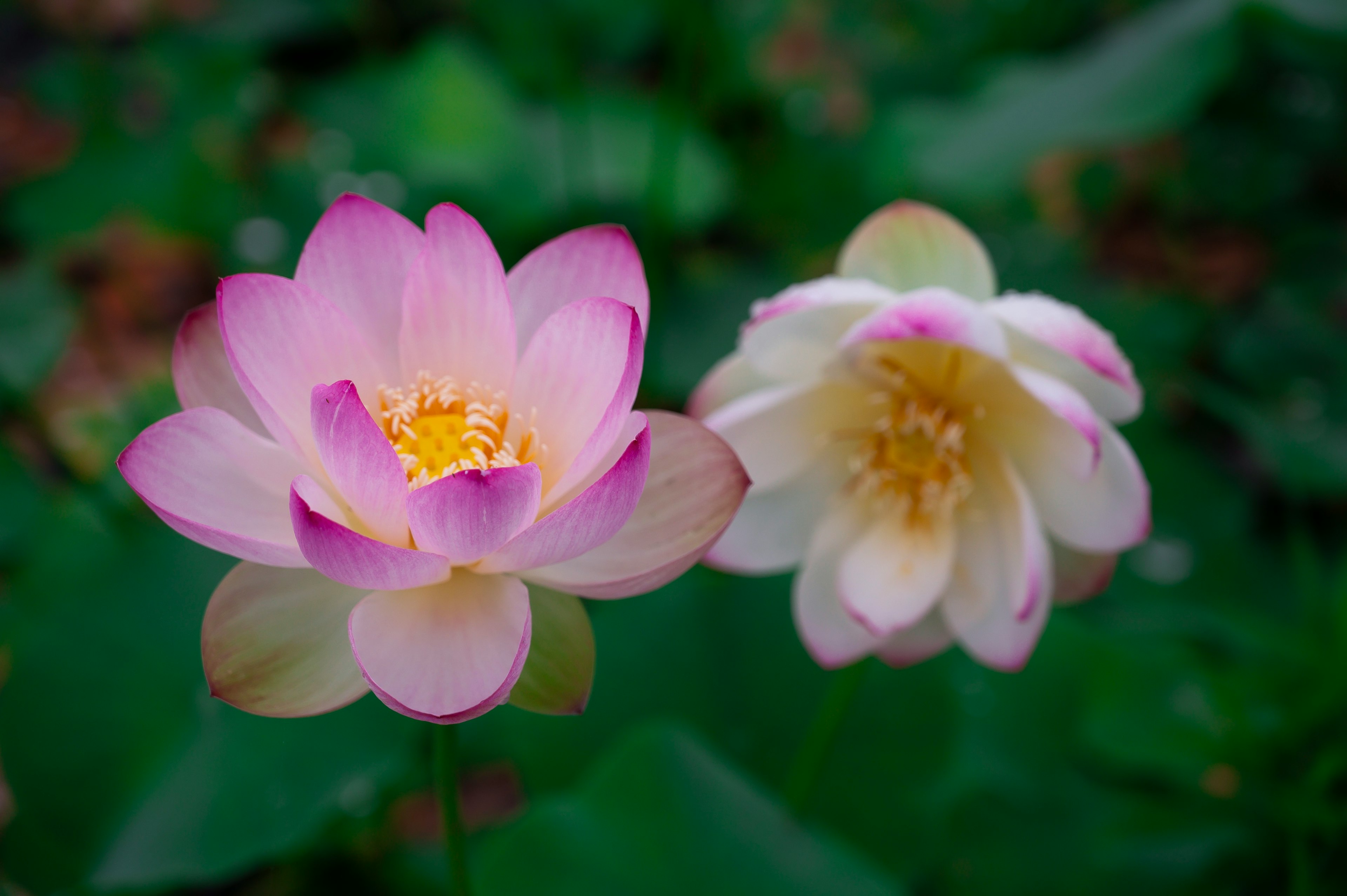 Dos hermosas flores de loto en un fondo verde