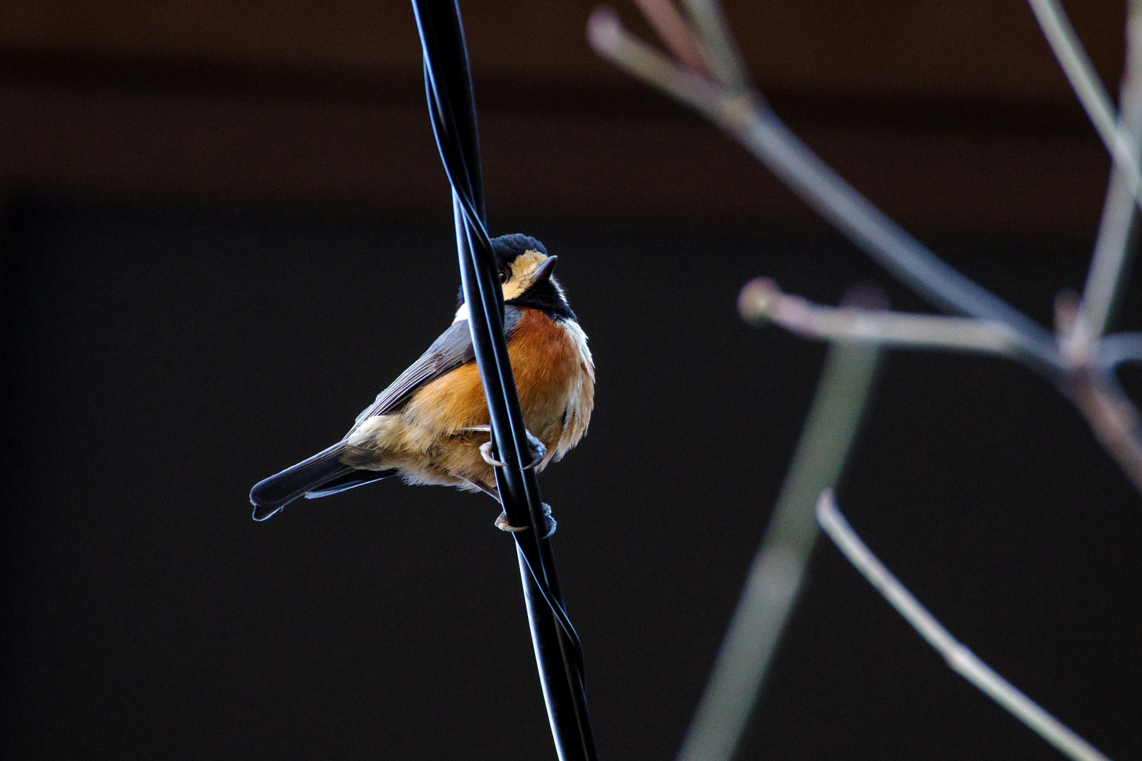 Orange bird perched on a branch with a black head and white belly