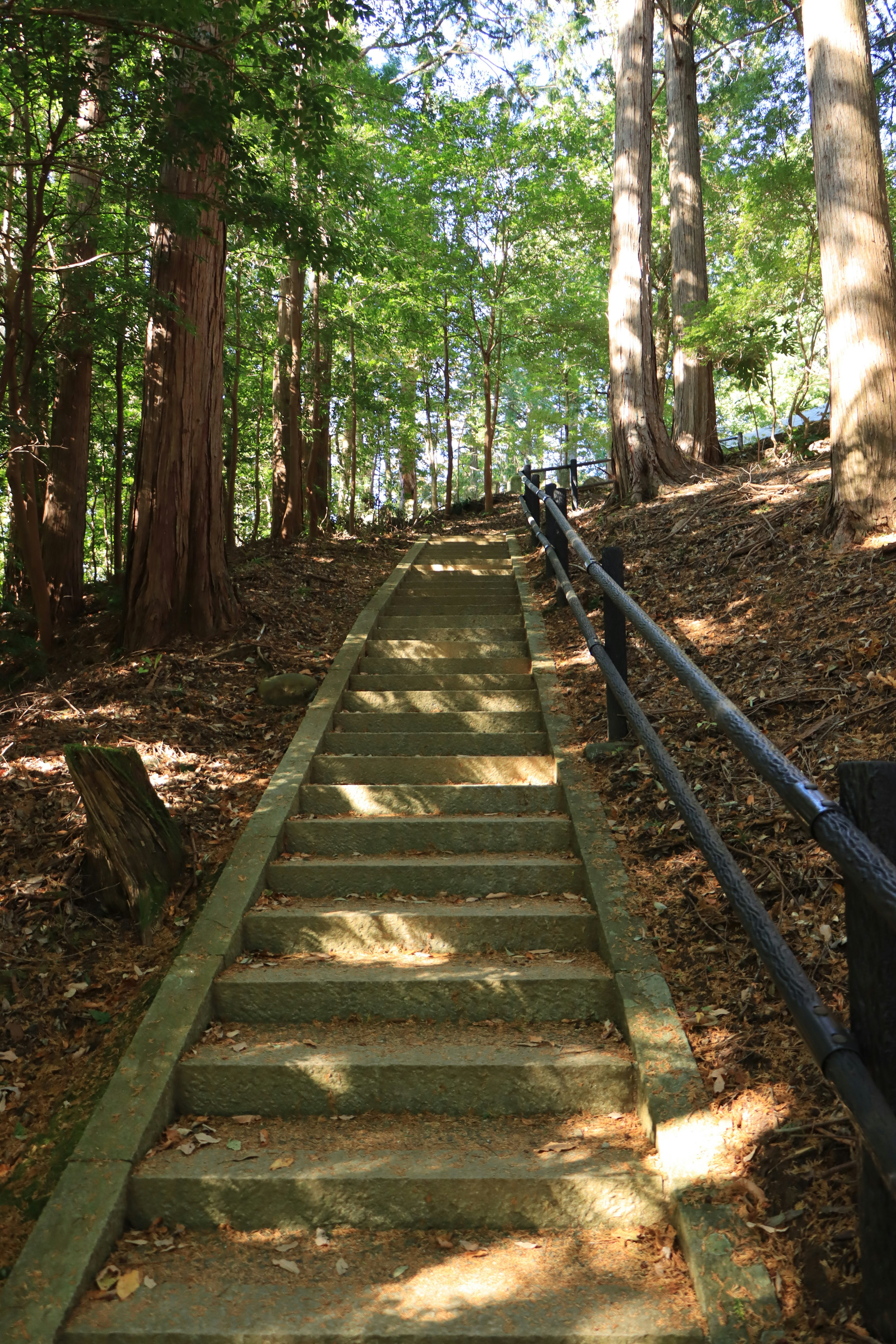 Escalier en pierre menant à travers un cadre forestier luxuriant