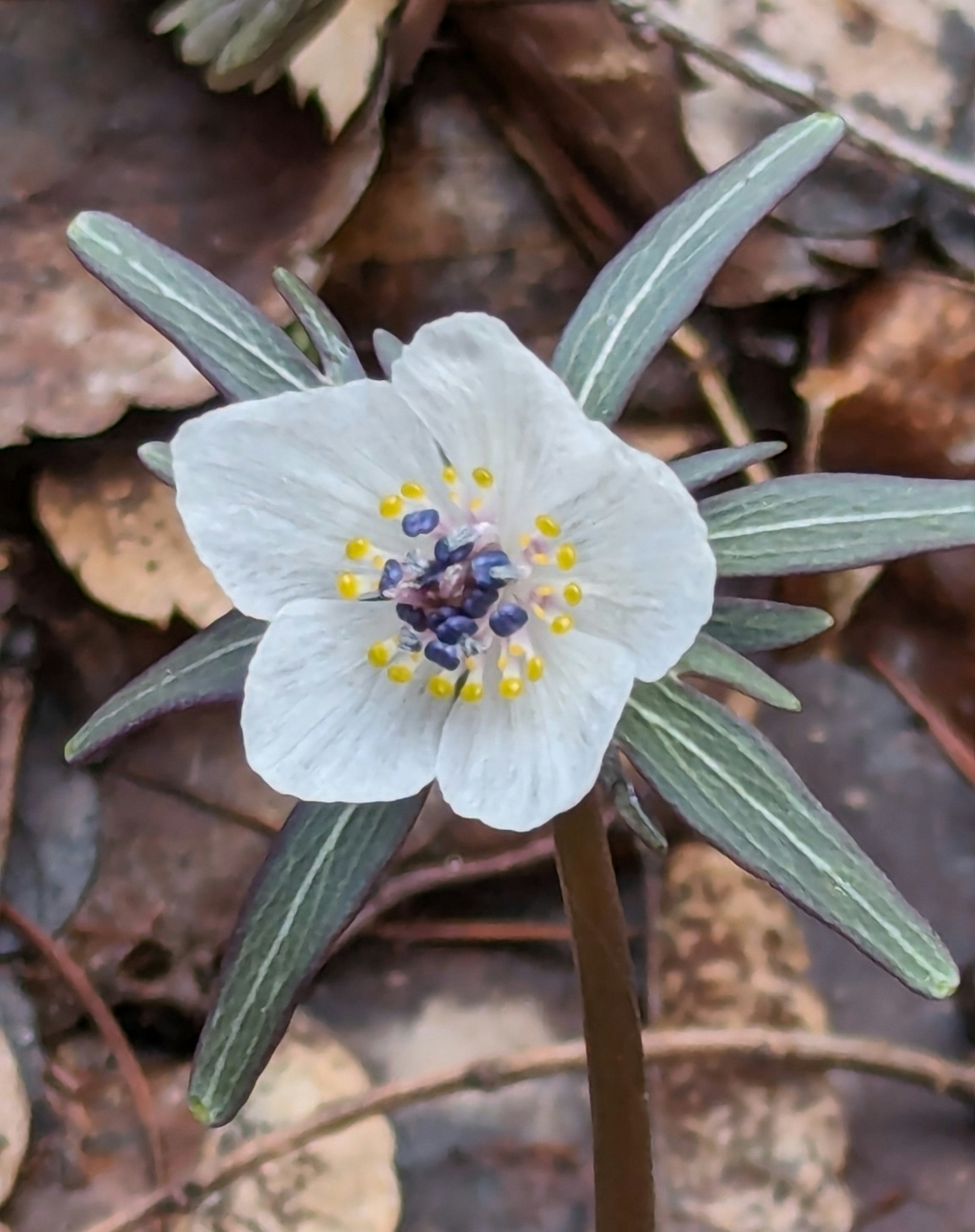 Nahaufnahme einer weißen Blume mit grünen Blättern