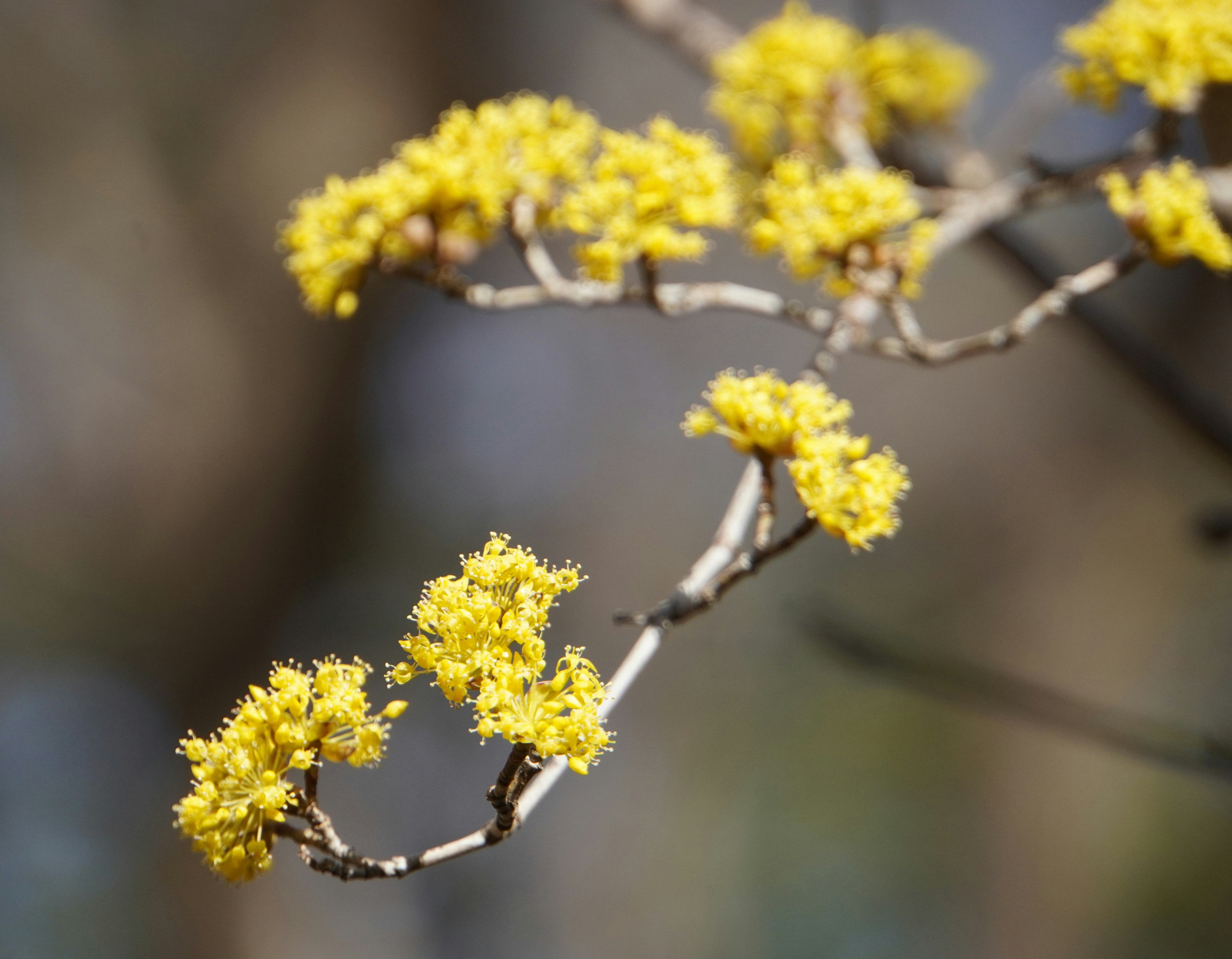 Nahaufnahme eines Zweigs mit blühenden gelben Blumen unscharfer Hintergrund