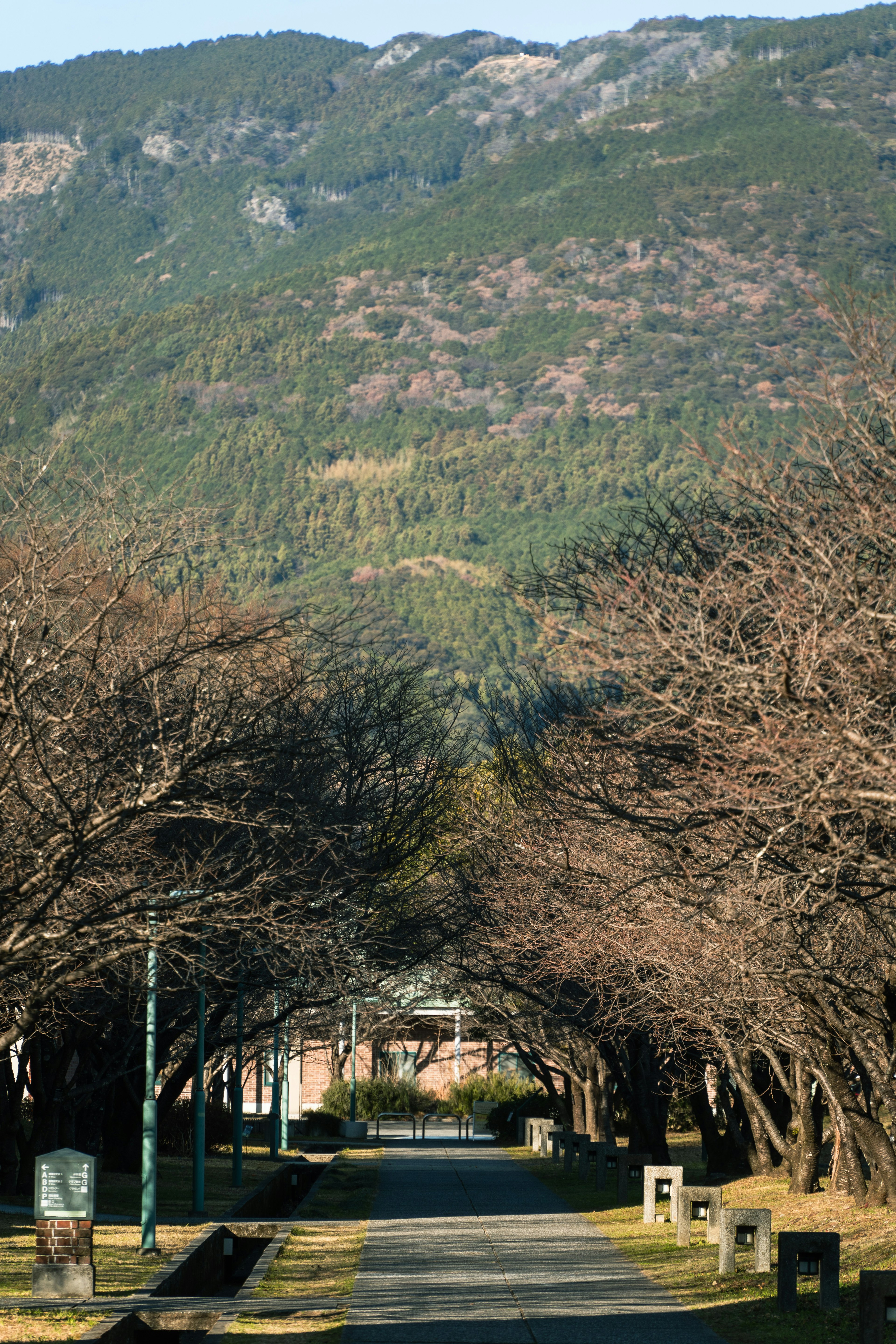 山々に囲まれた静かな並木道の風景