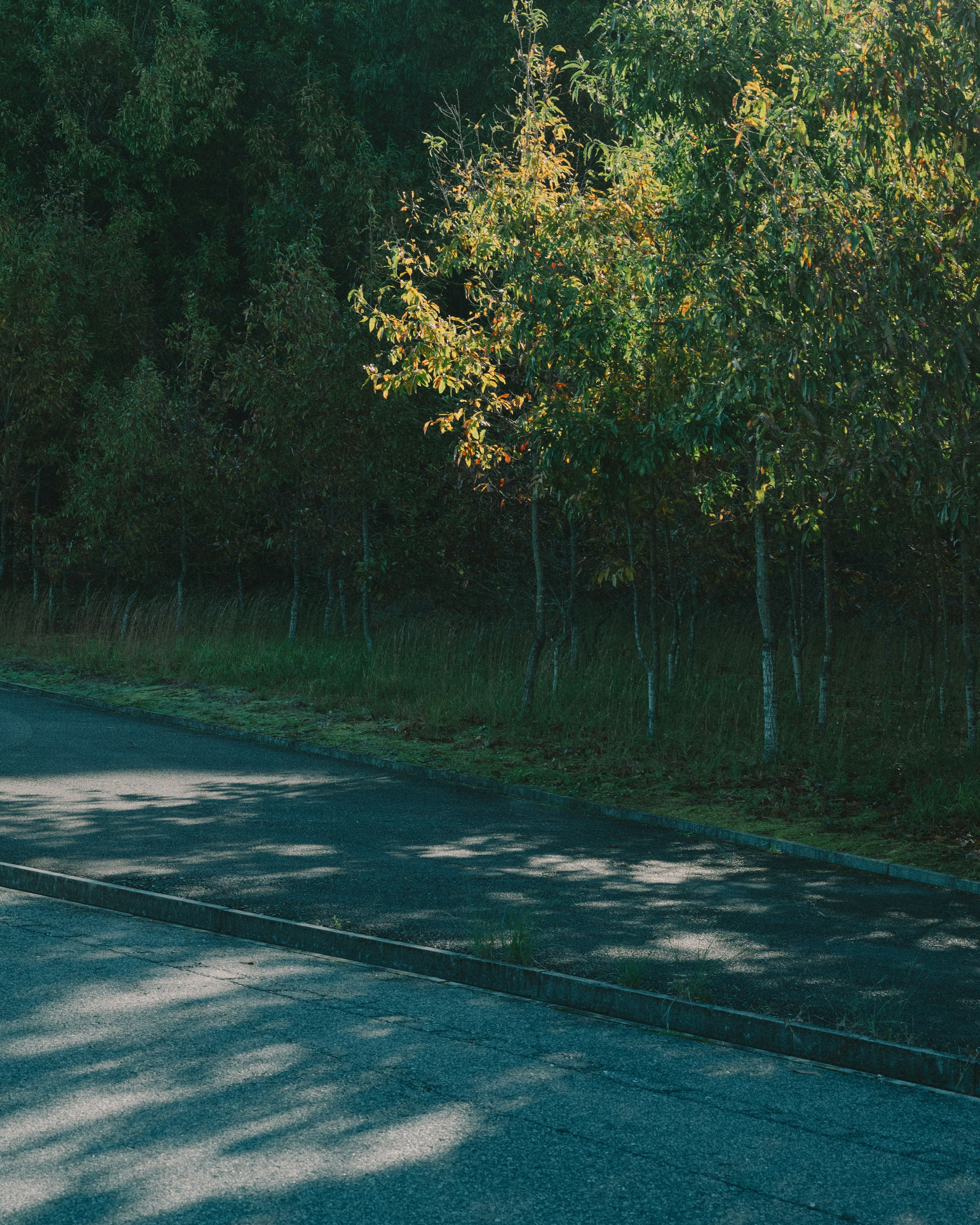 Scenic view of green trees and shaded road