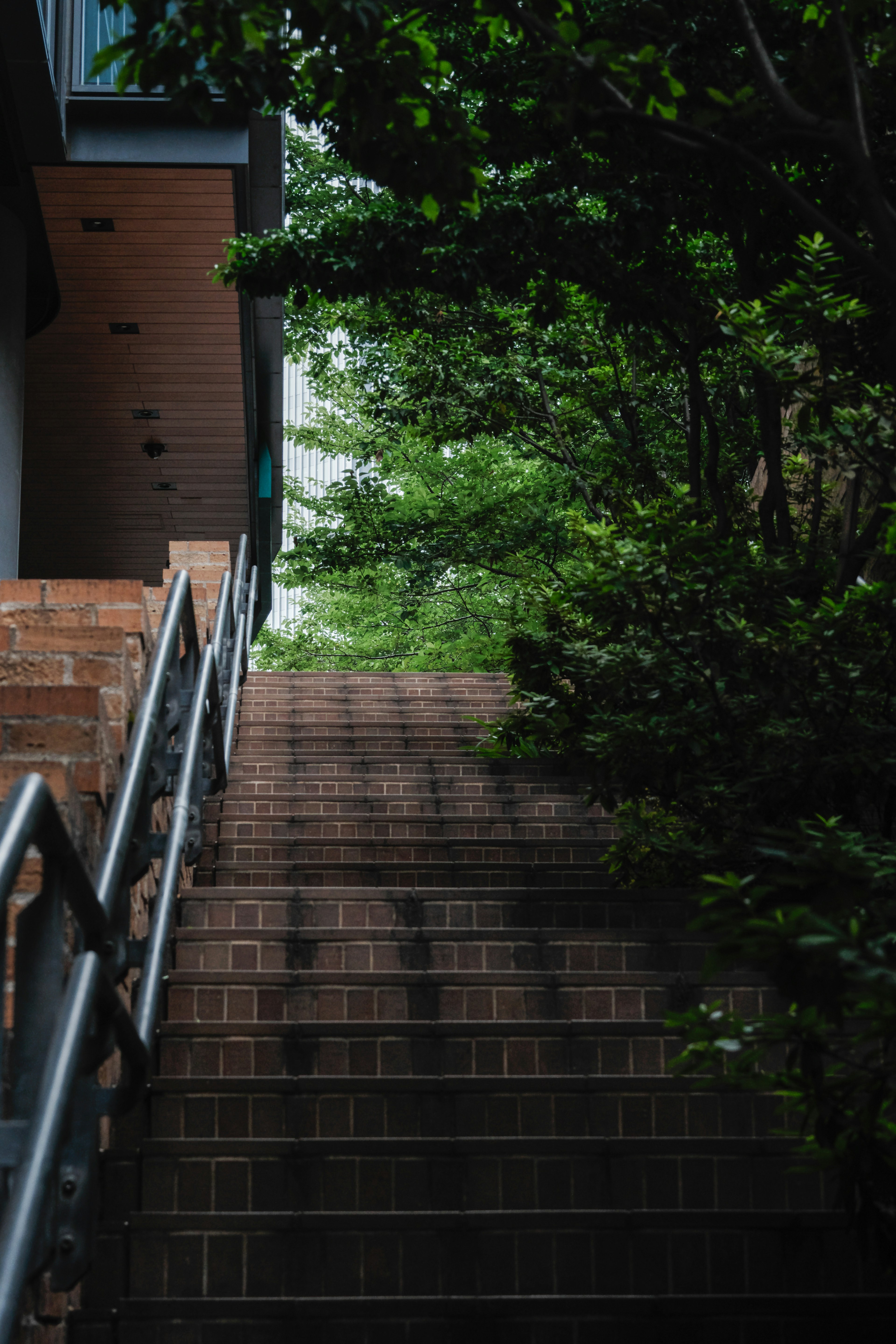 Escaleras rodeadas de vegetación en un entorno tranquilo