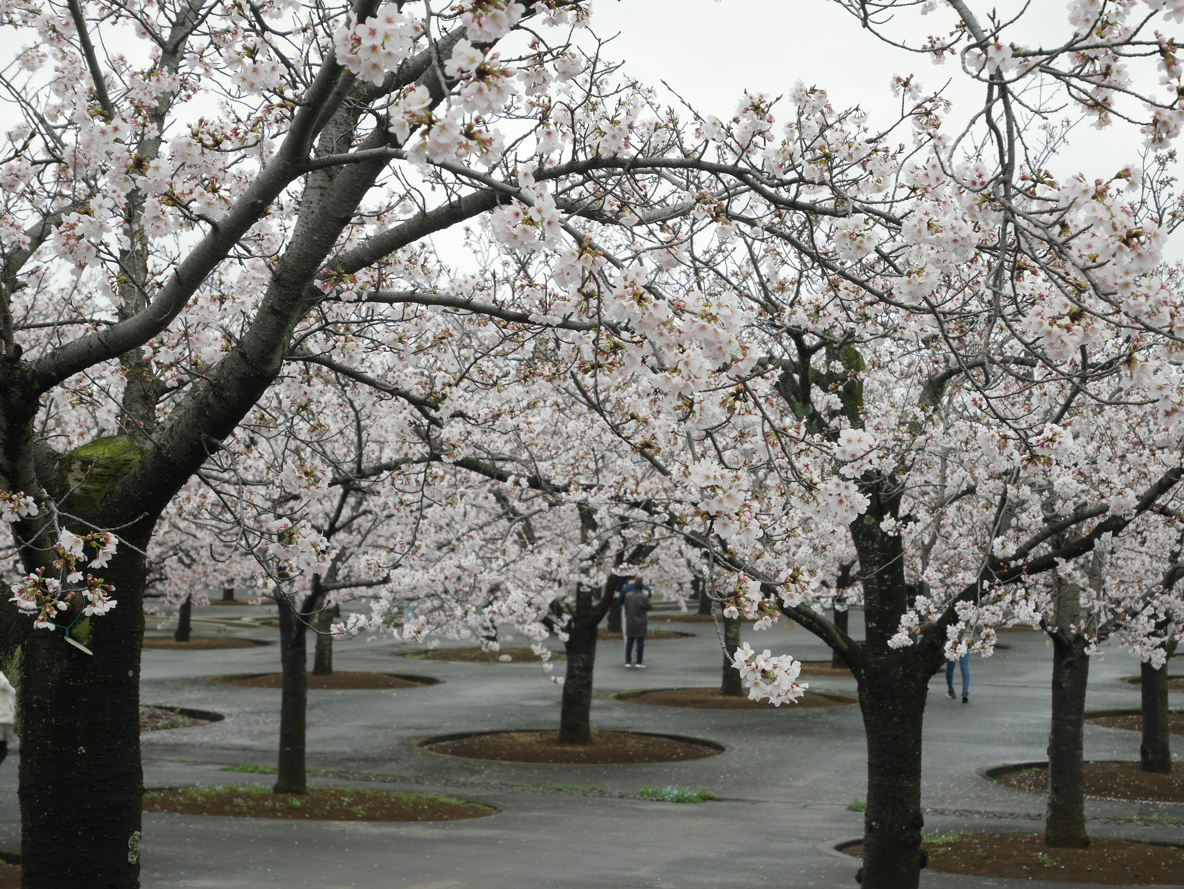 桜の木が咲いている公園の風景