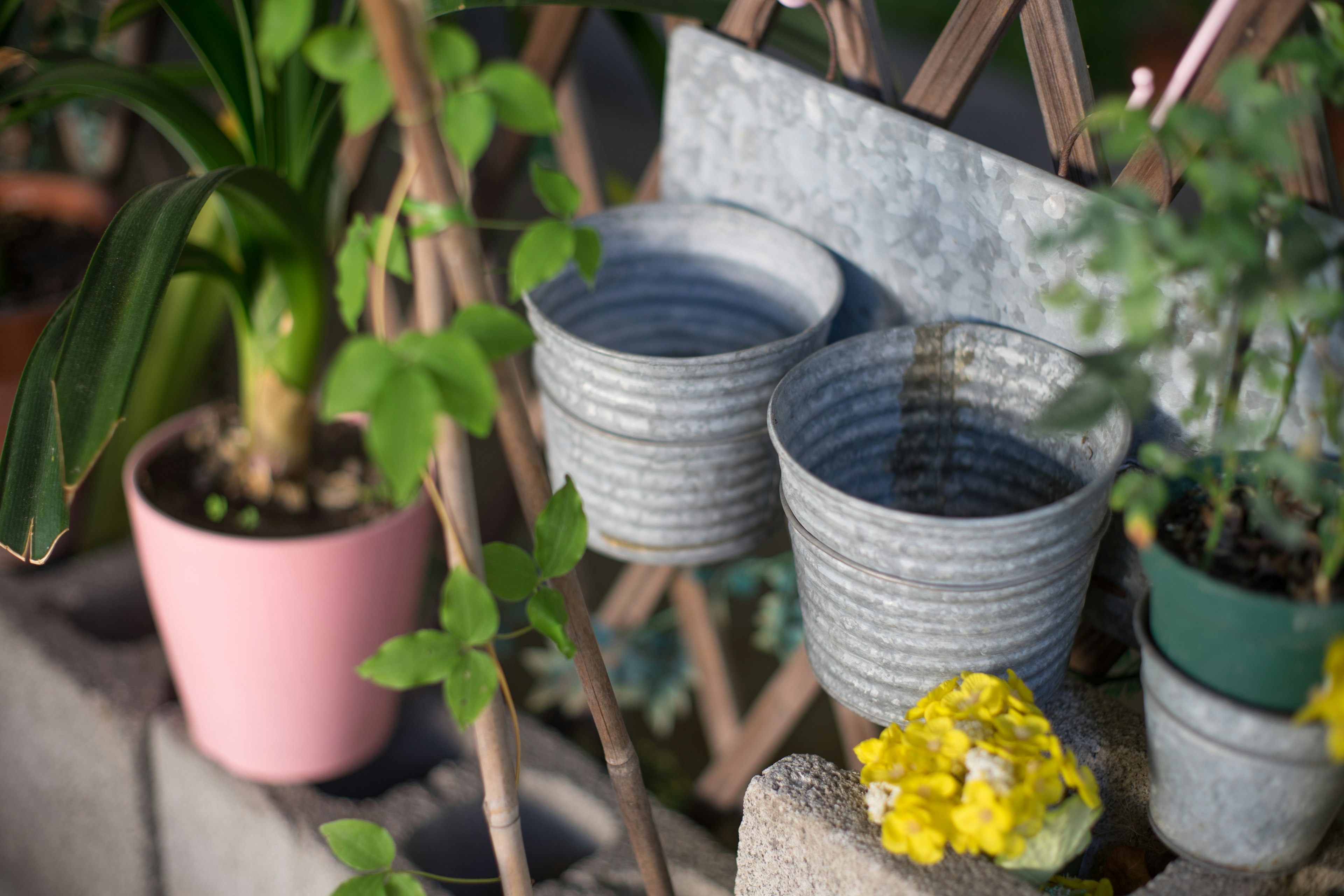 Scena di giardino con piante in vaso e fiori che mostrano vasi di metallo e un vaso rosa insieme a fogliame verde e fiori gialli