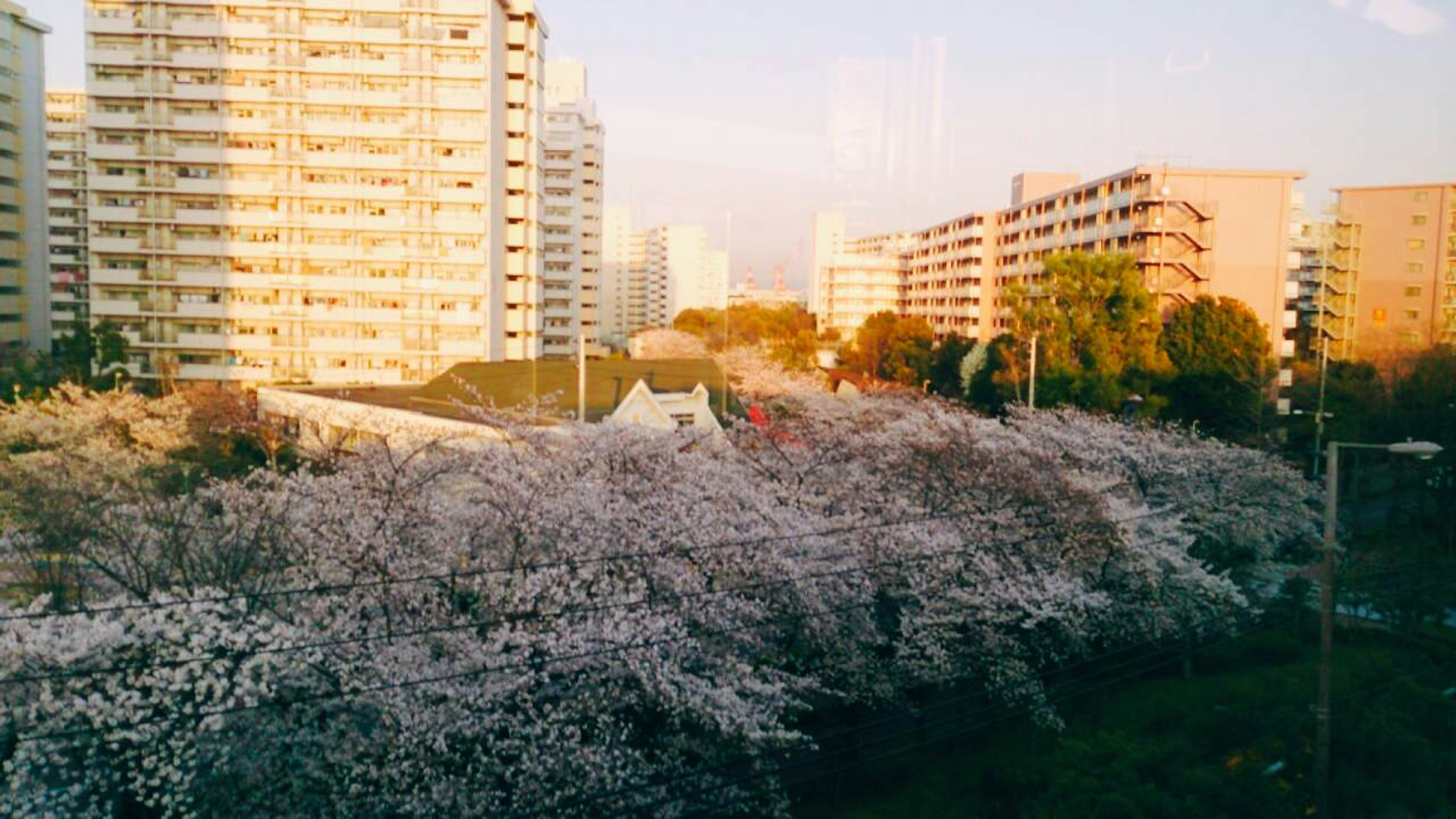 Alberi di ciliegio in fiore con edifici cittadini sullo sfondo