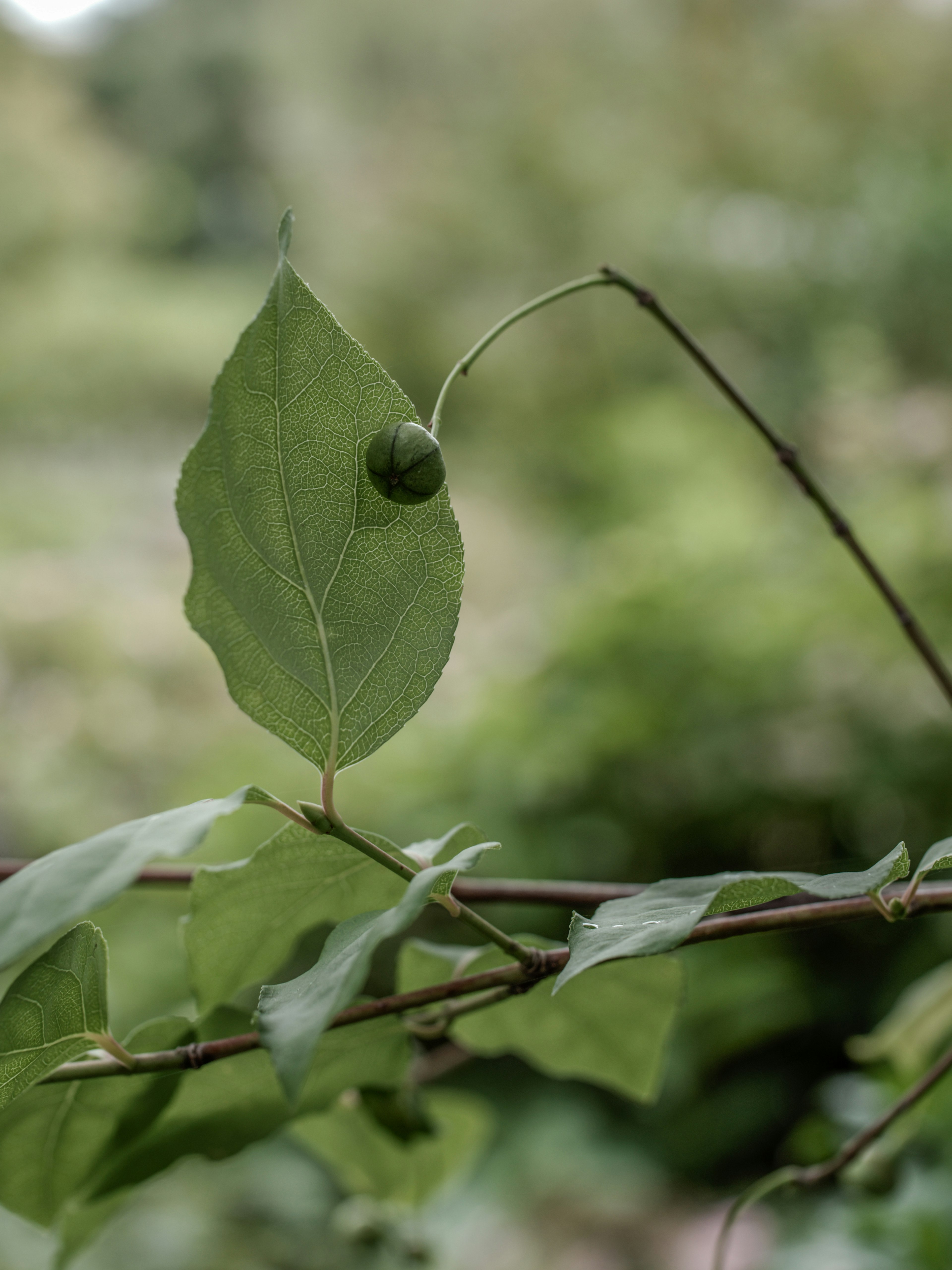 Primer plano de una rama con hojas verdes y un fruto