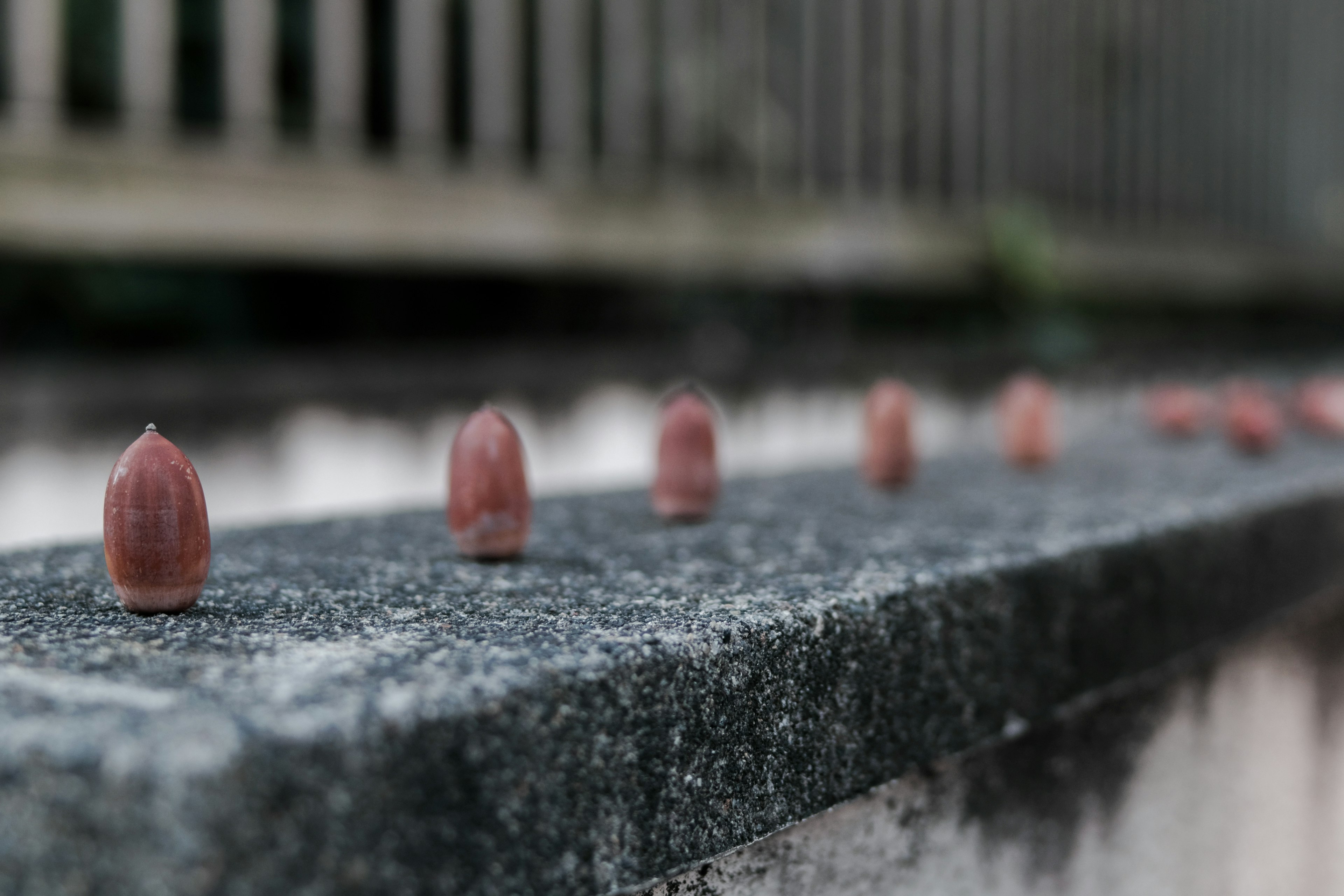 Une rangée de petites noix brunes sur un rebord en béton