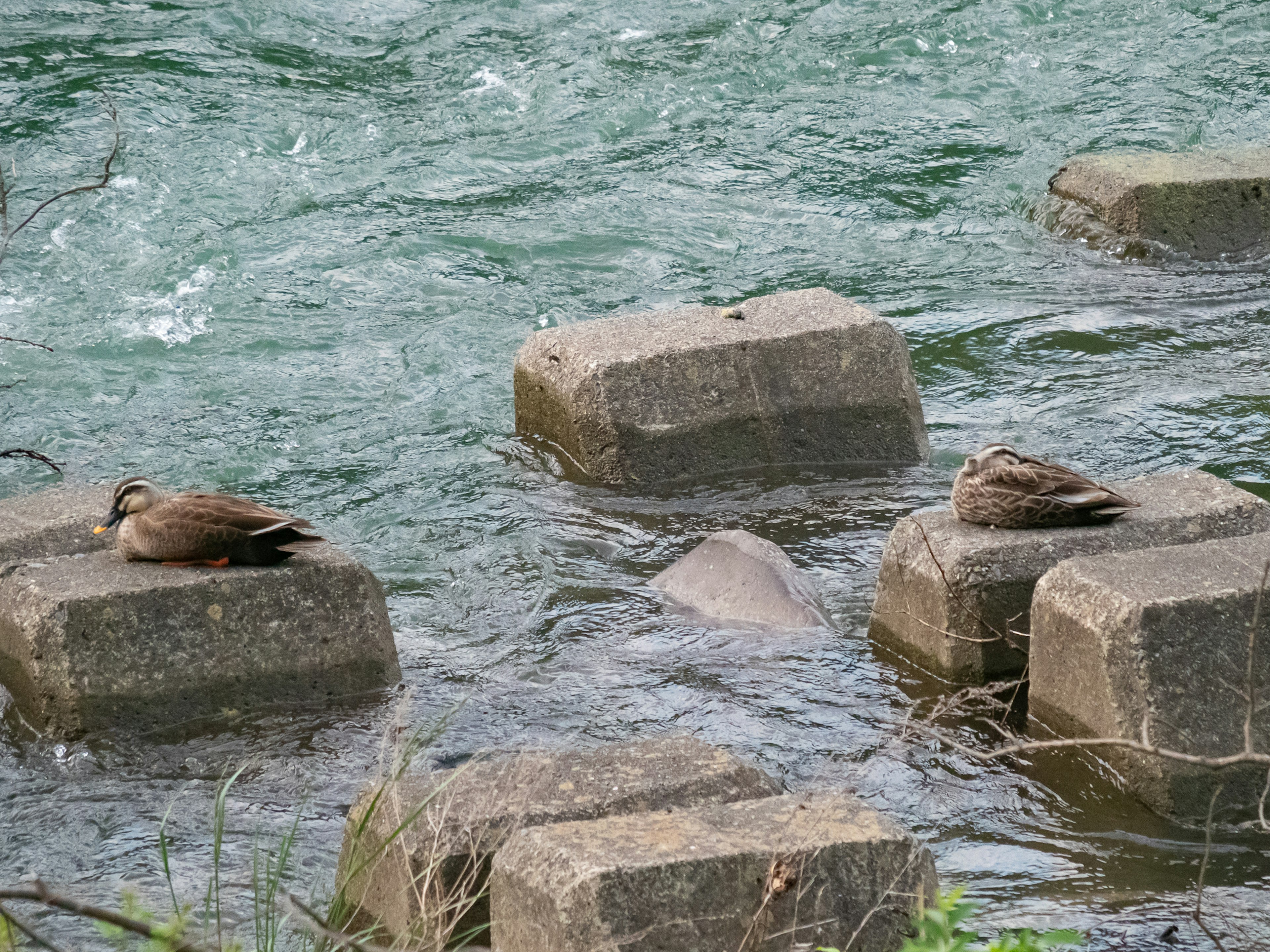 水辺の岩に休む二羽の鳥と流れる水