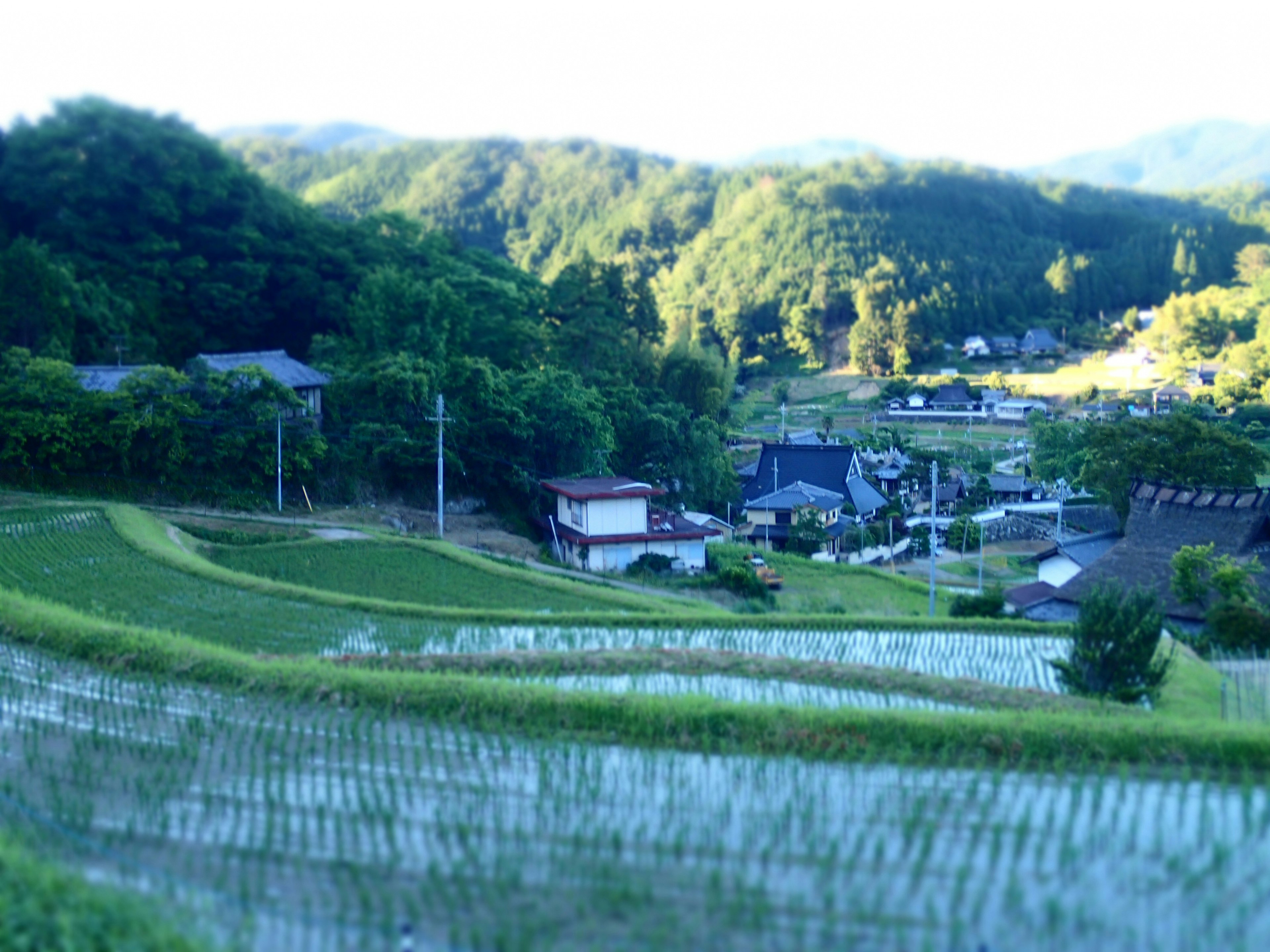 郁郁葱葱的稻田和山脉中散落着一个乡村村庄