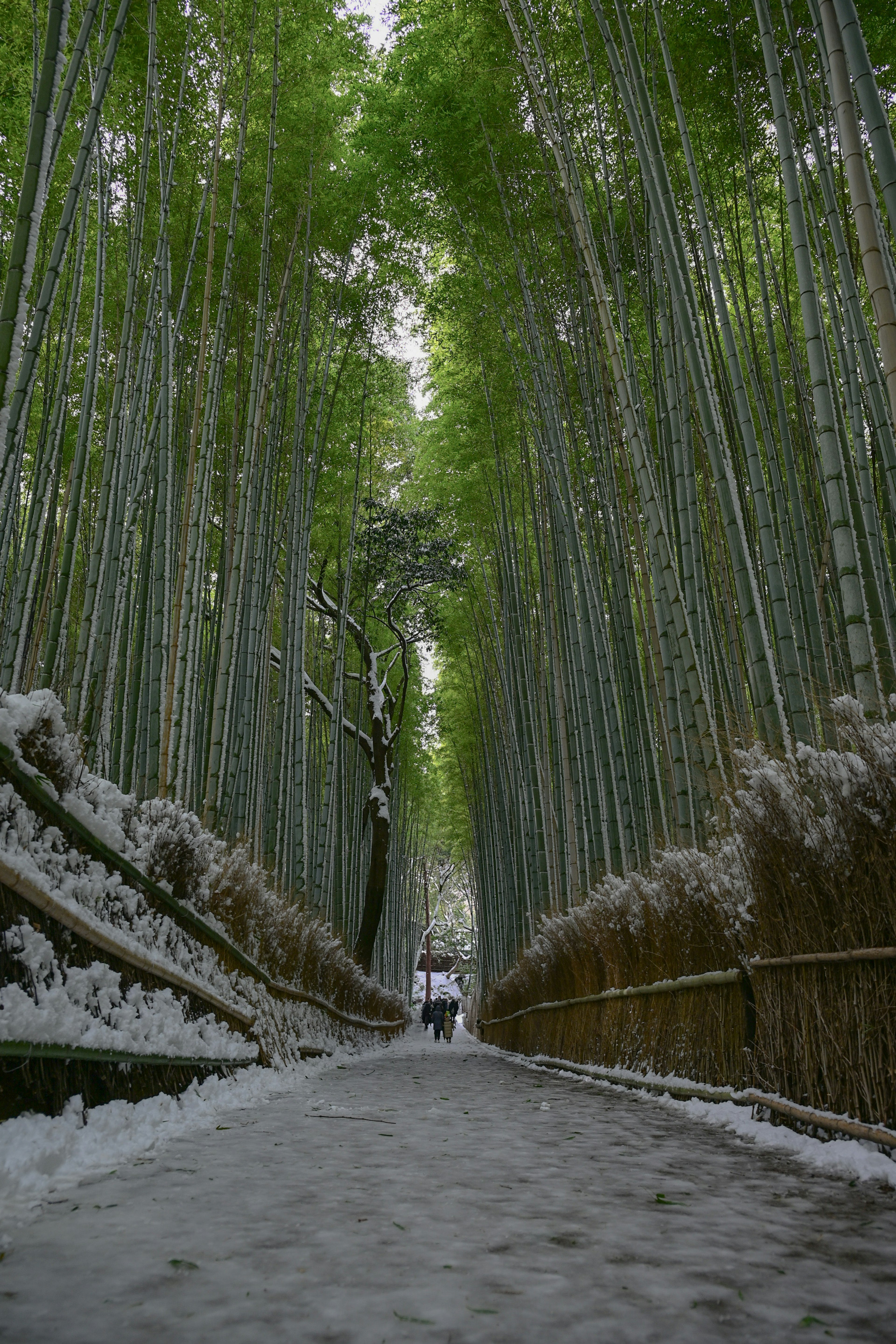 Pathway through a bamboo forest with tall green bamboo stalks