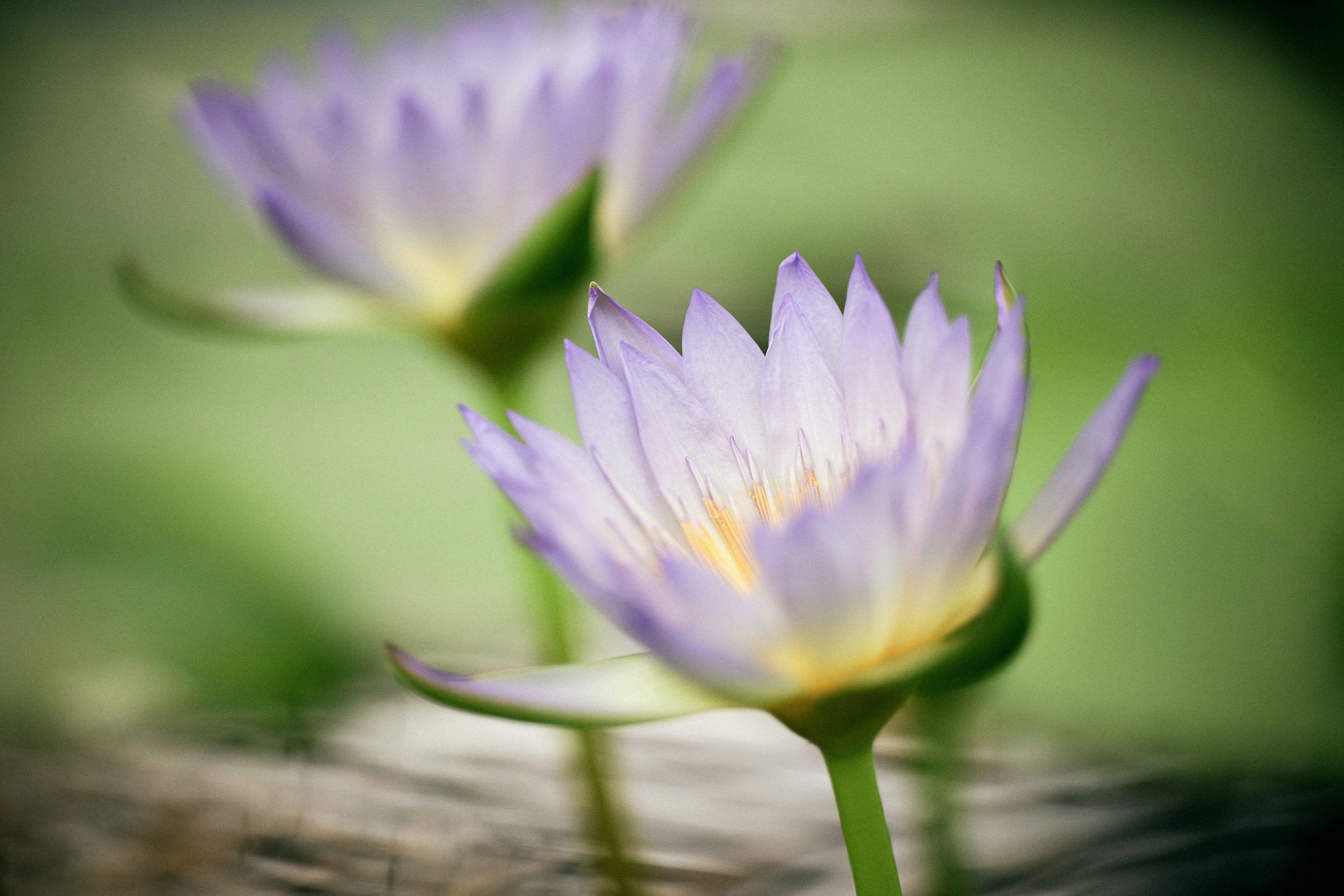 Imagen hermosa de flores de lirio de agua sobre fondo verde