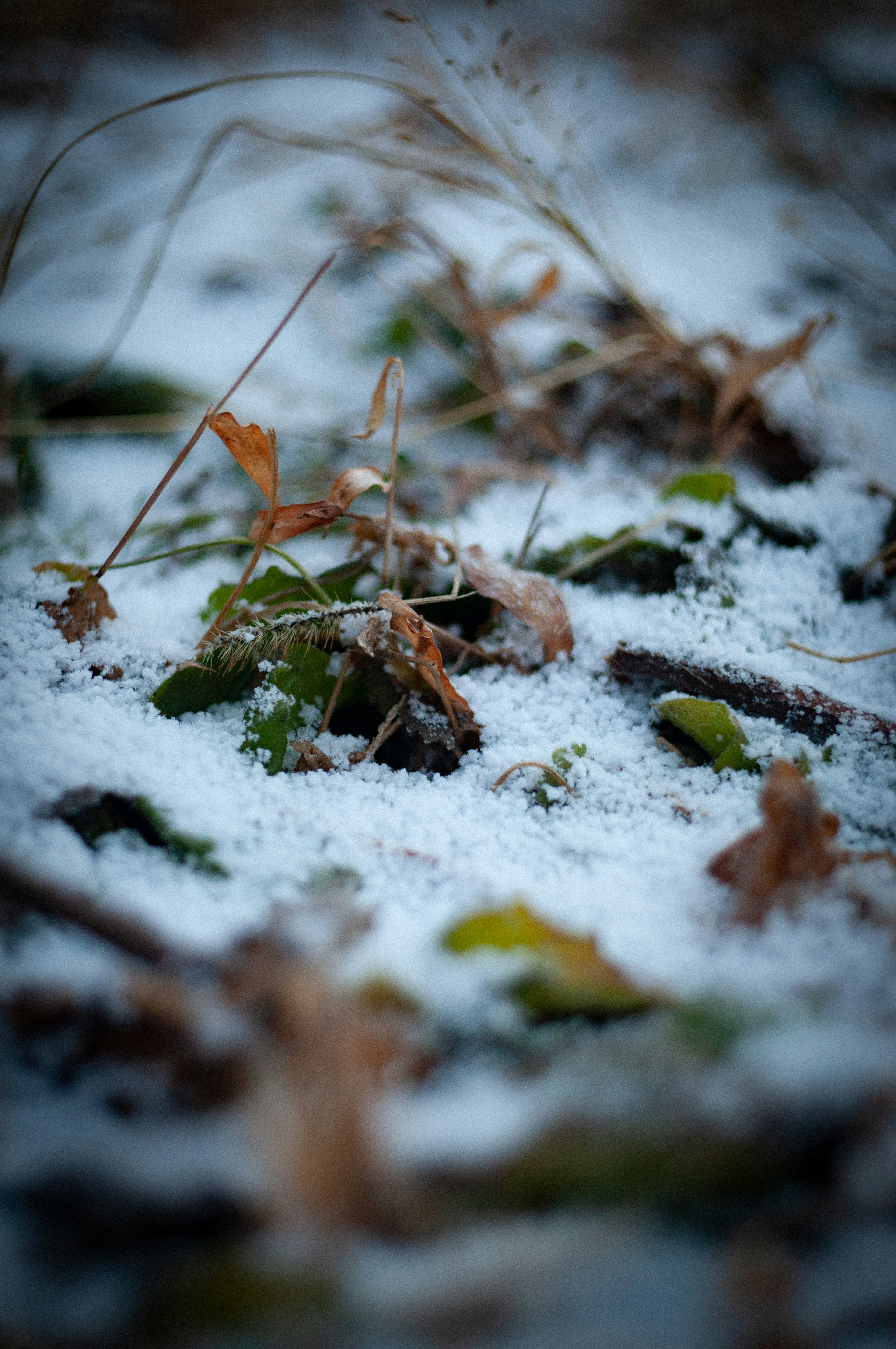 雪地上的枯葉和綠色植物