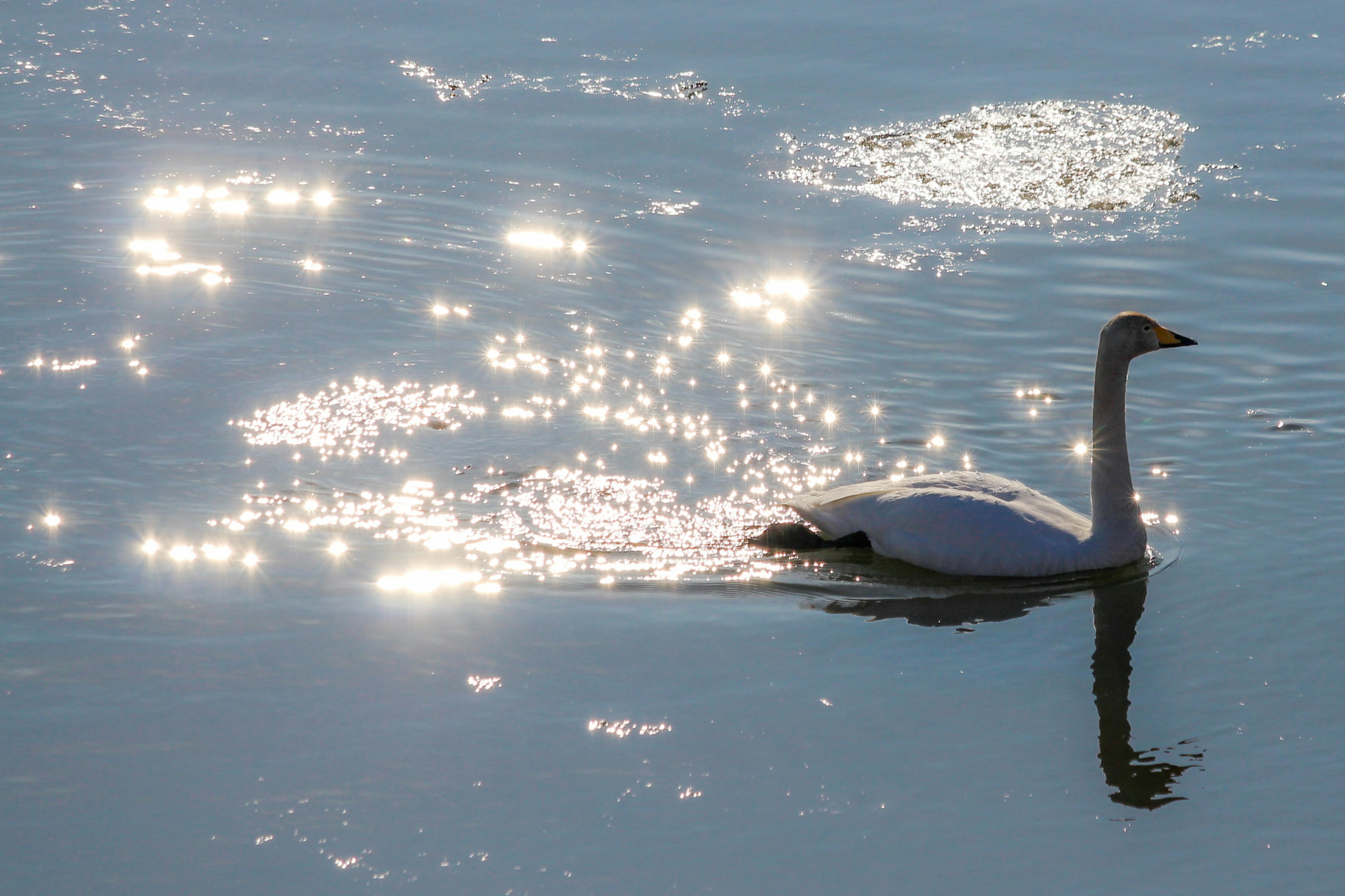 Un cigno che scivola sull'acqua con riflessi scintillanti