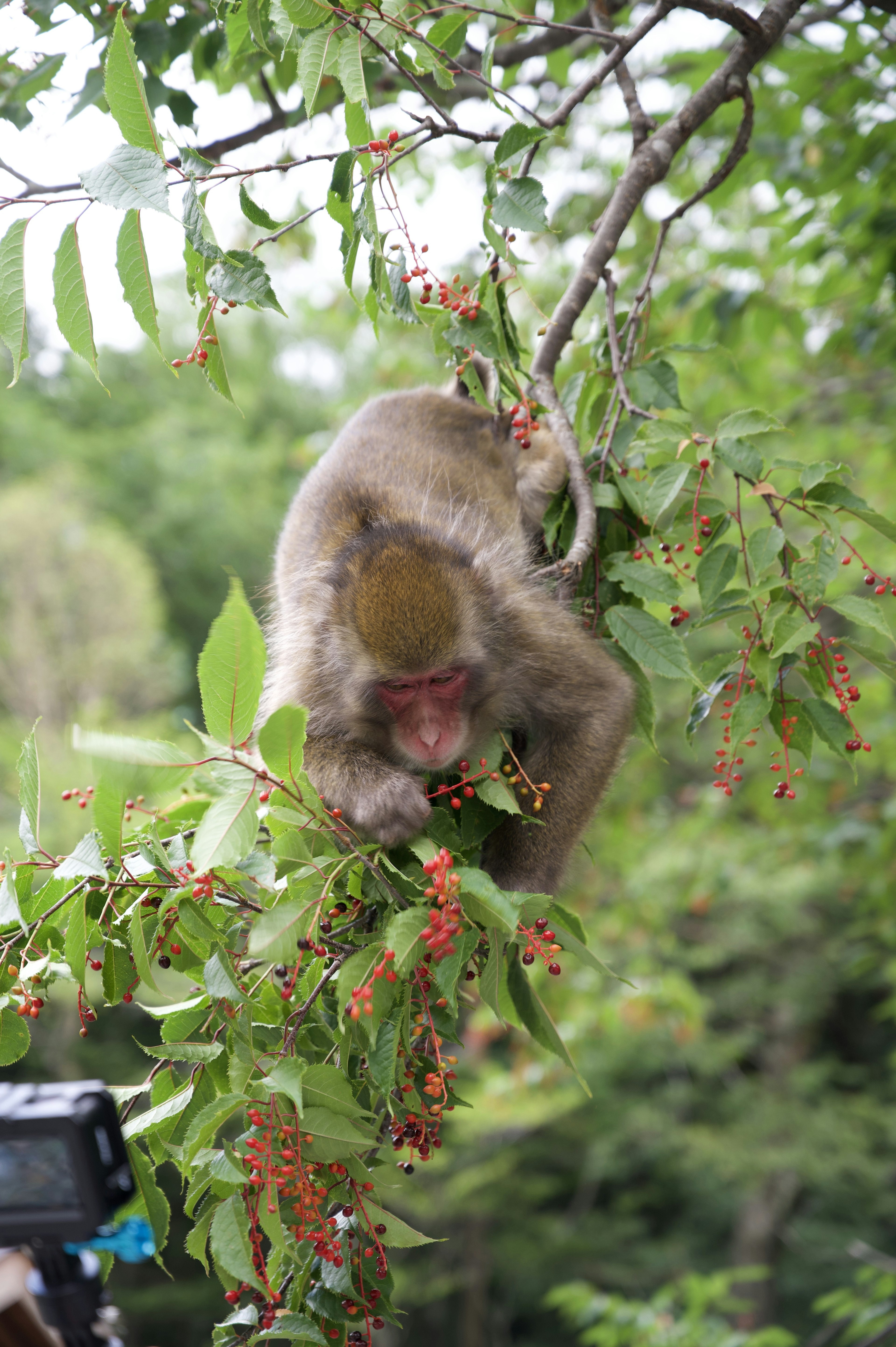 A monkey hanging from a branch eating fruit