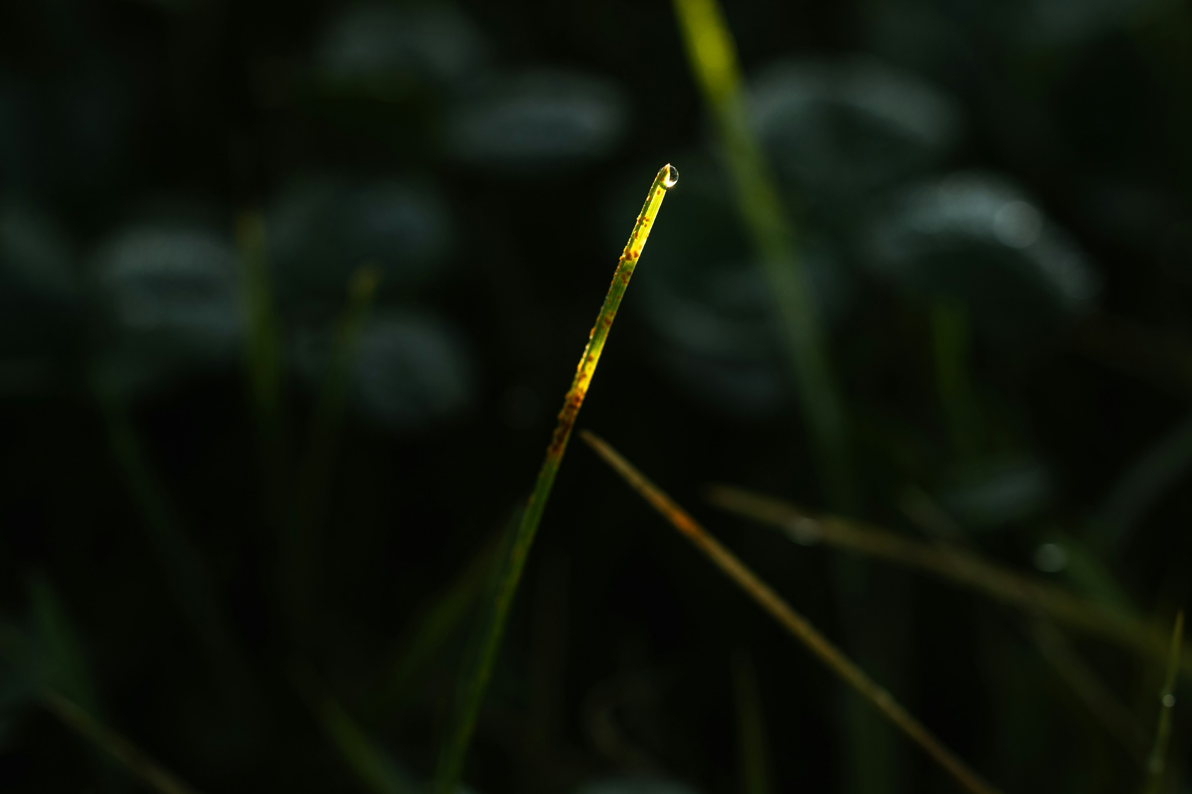 暗い背景の中で光を受けた草の葉