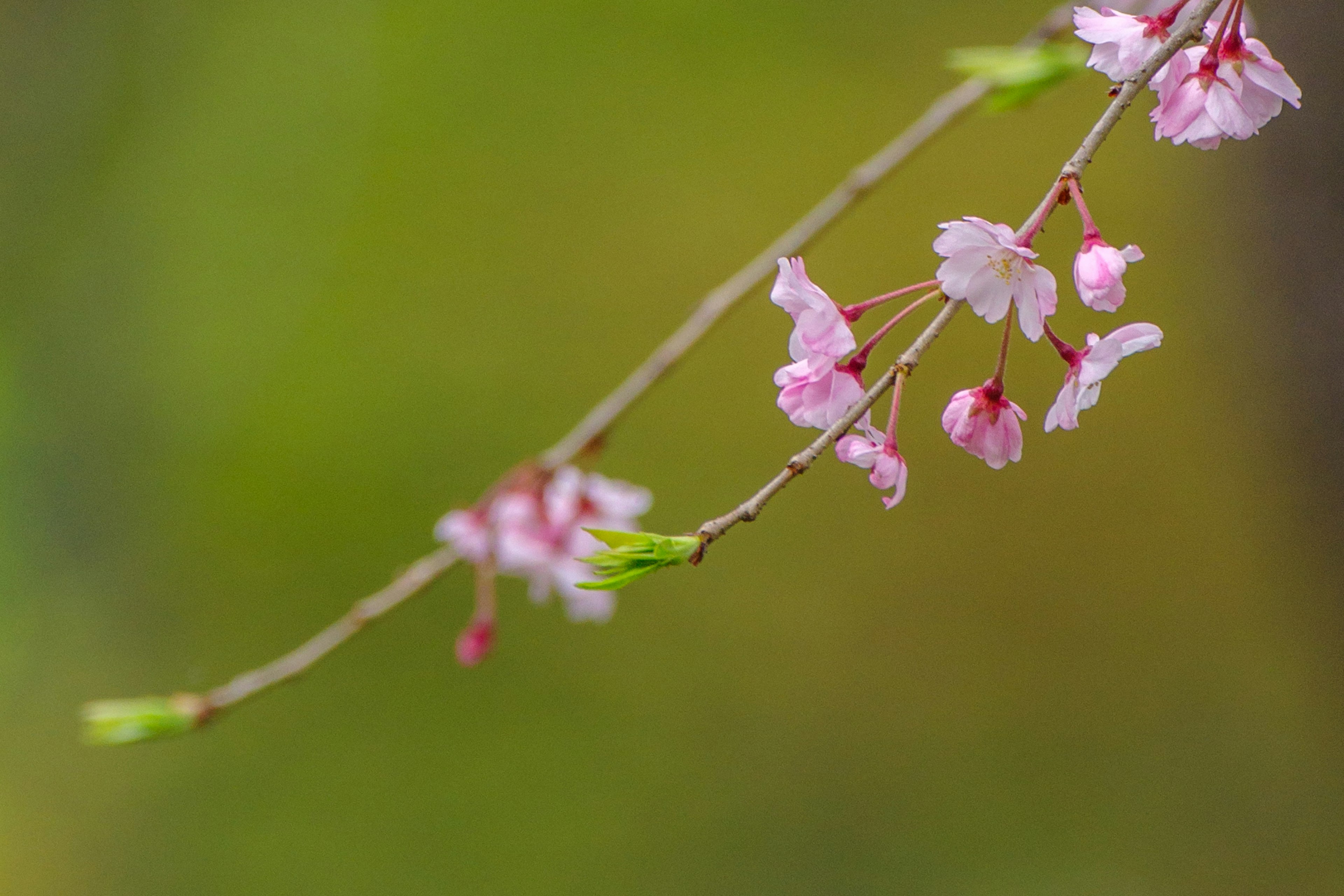 Acercamiento a una rama de cerezo con flores rosas sobre fondo verde