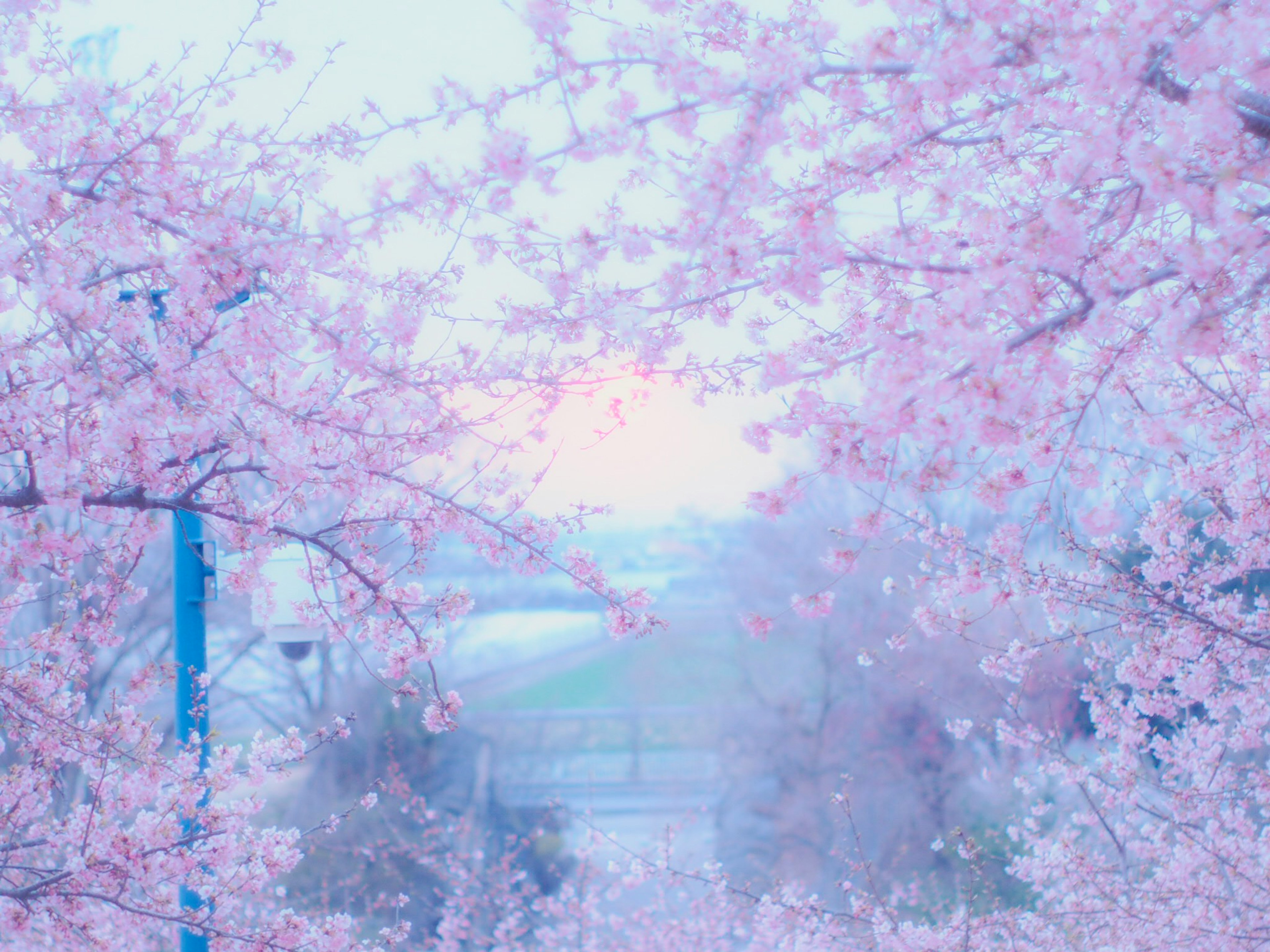 A landscape filled with blooming cherry blossoms and a visible sunset