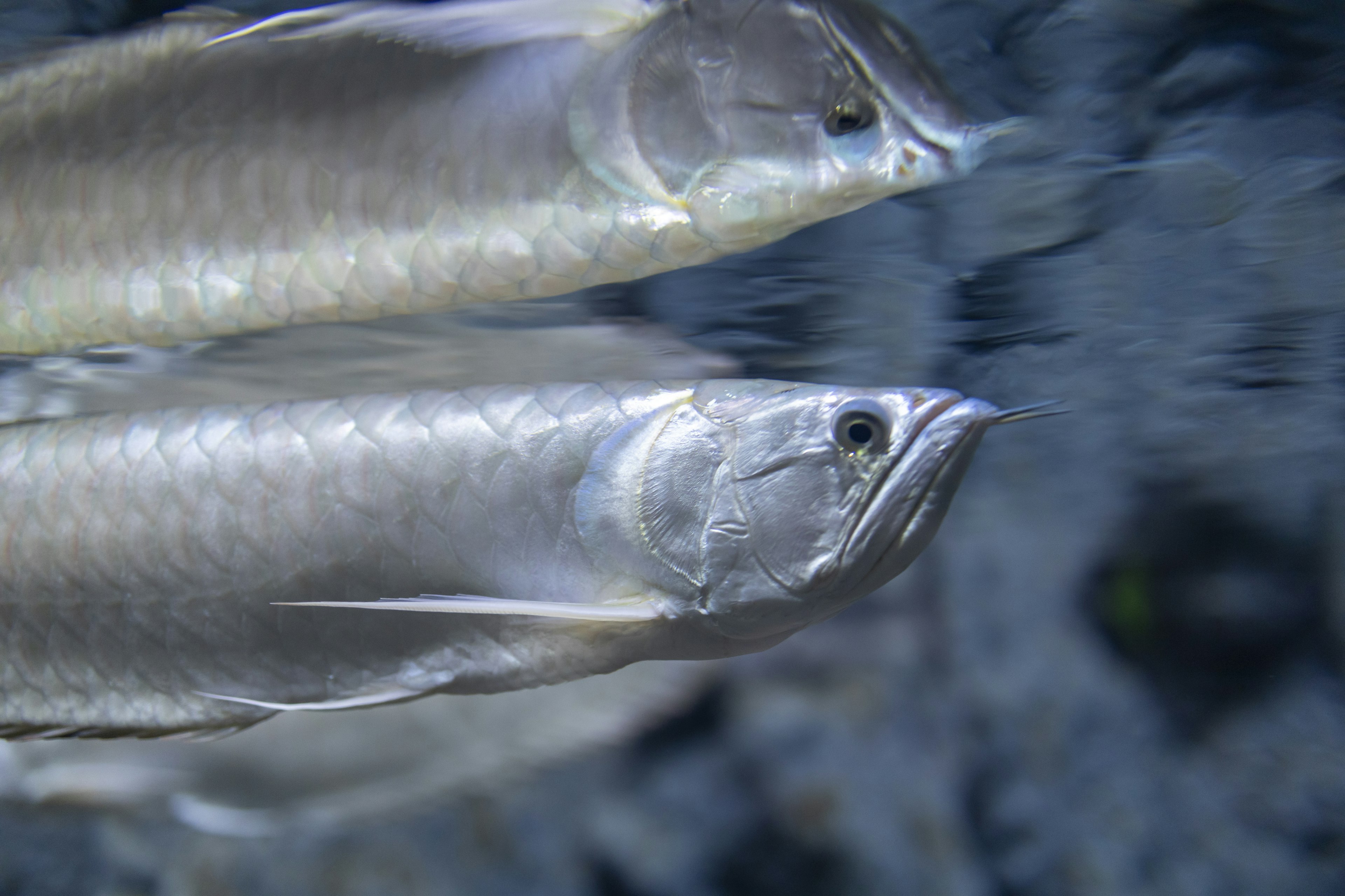 Silberne Fische schwimmen im Wasser