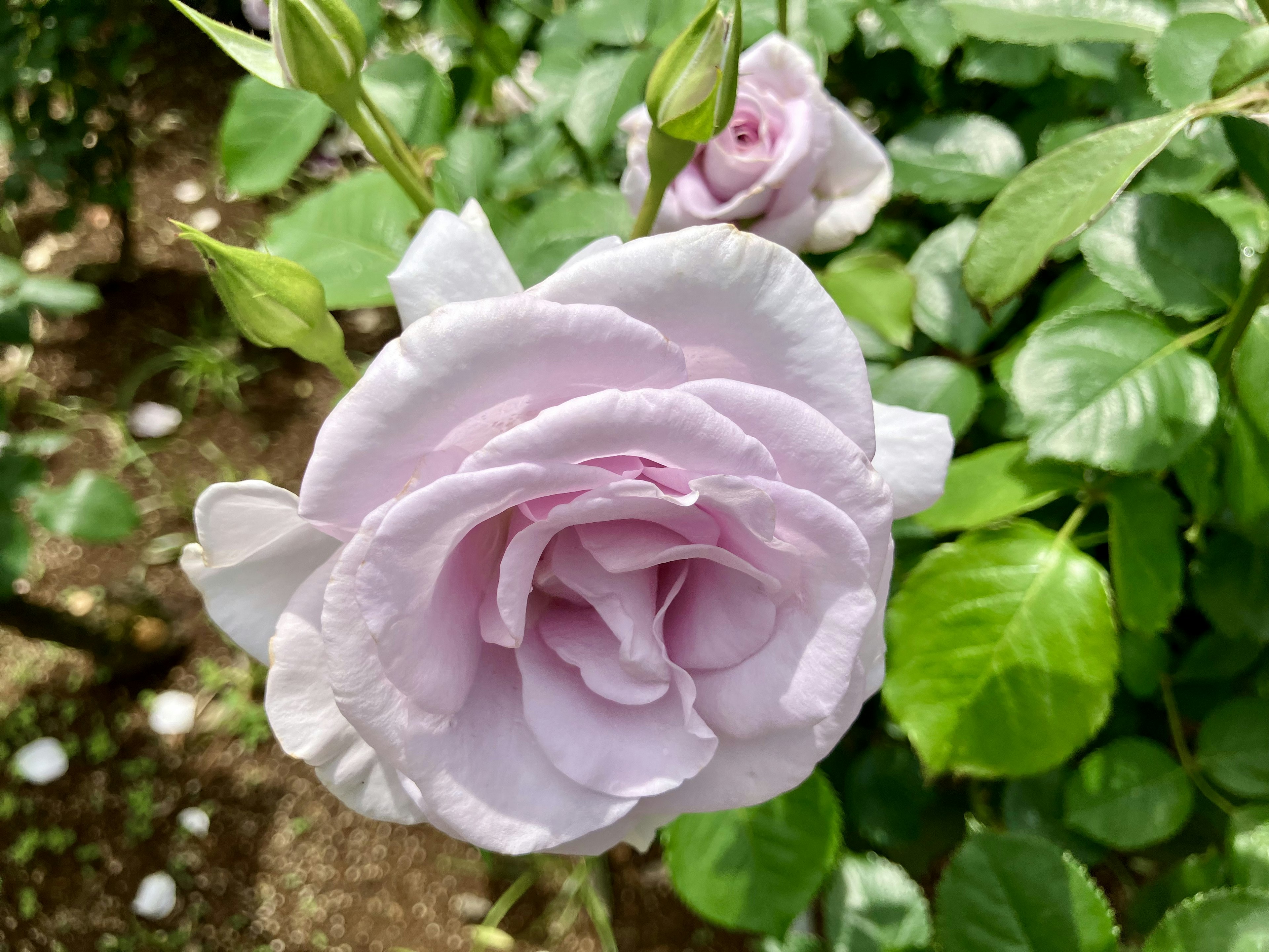 Belle fleur de rose lavande avec des feuilles vertes en arrière-plan