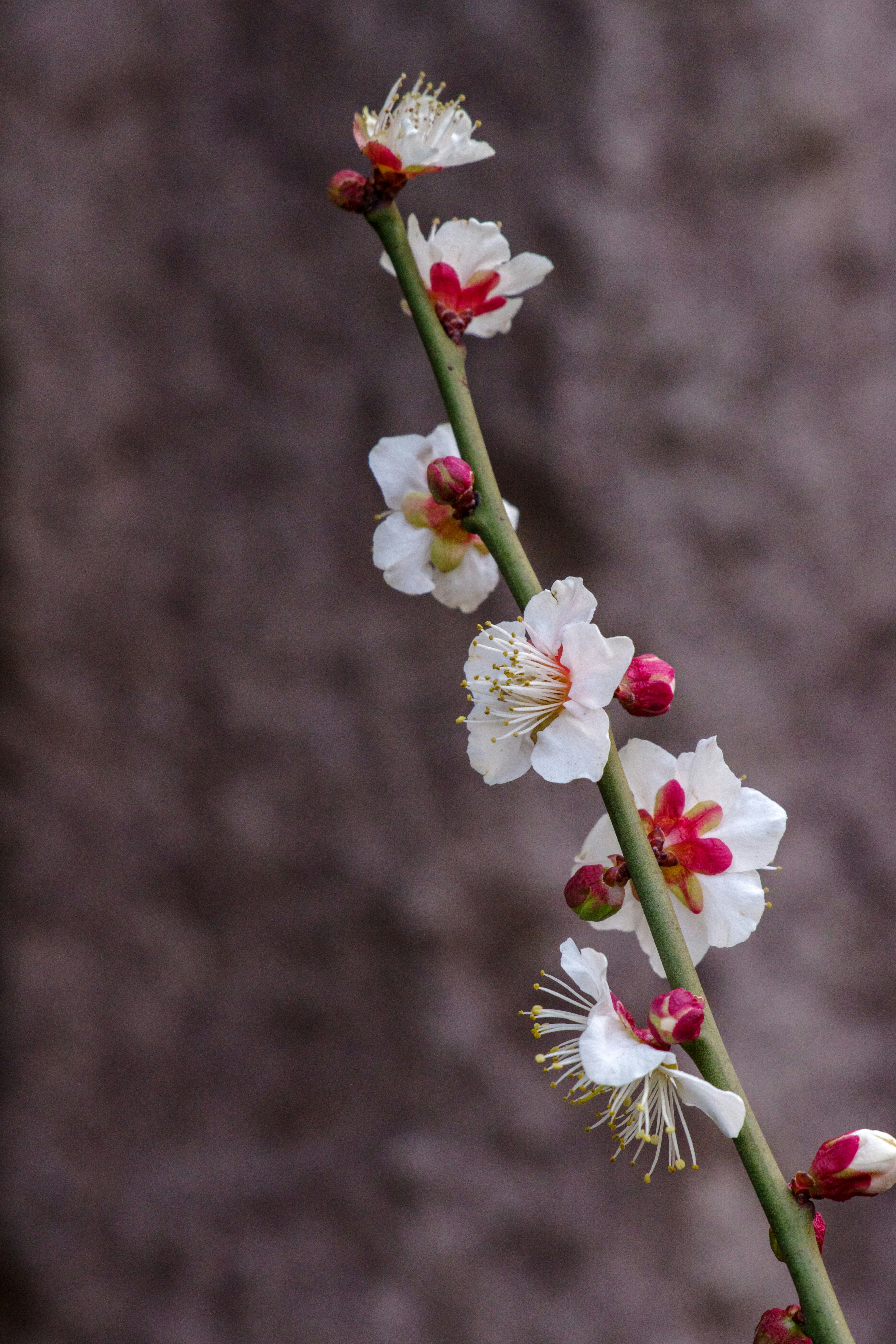 Rama de ciruelo con flores blancas y capullos rojos