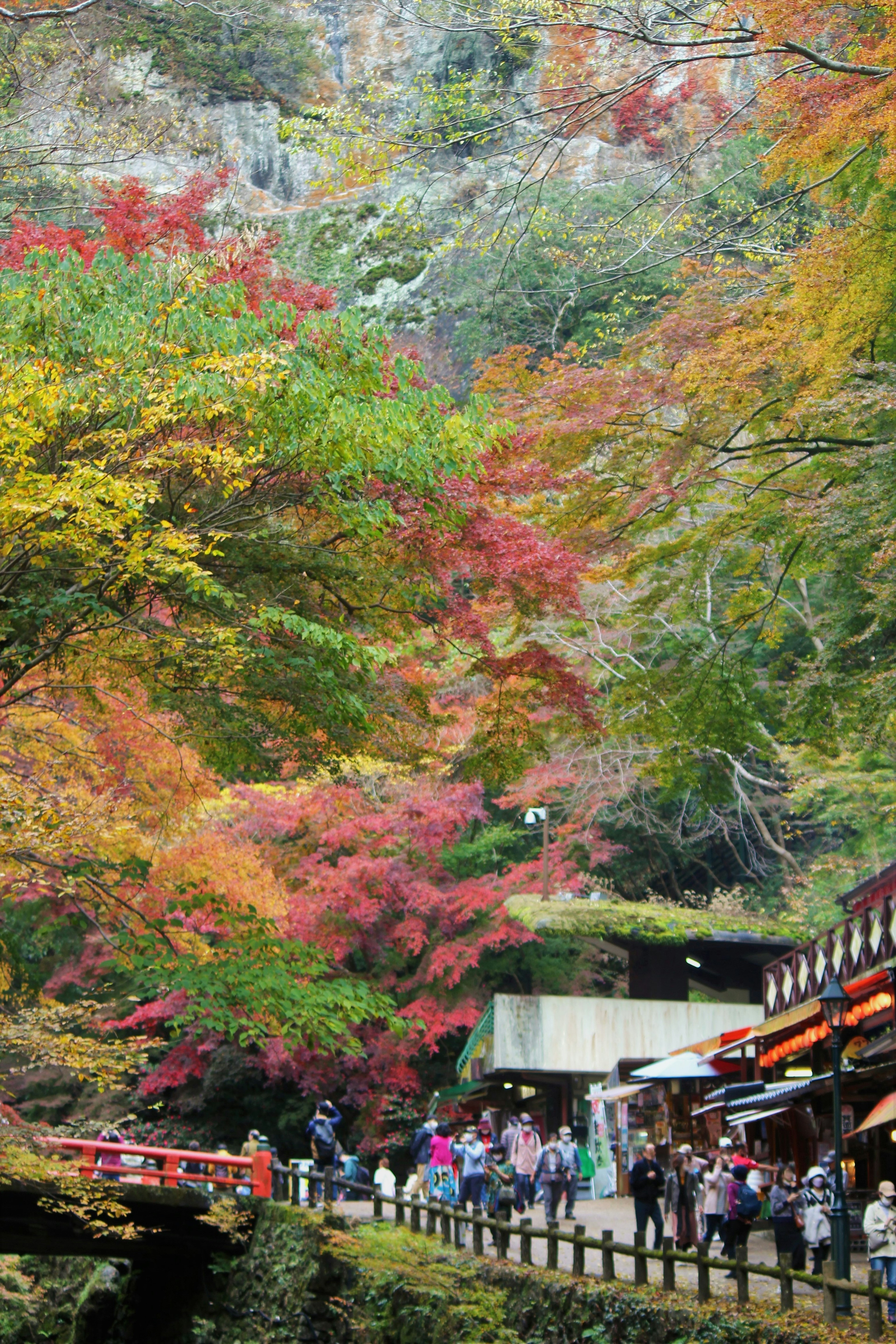 紅葉に囲まれた散策路と観光客の風景