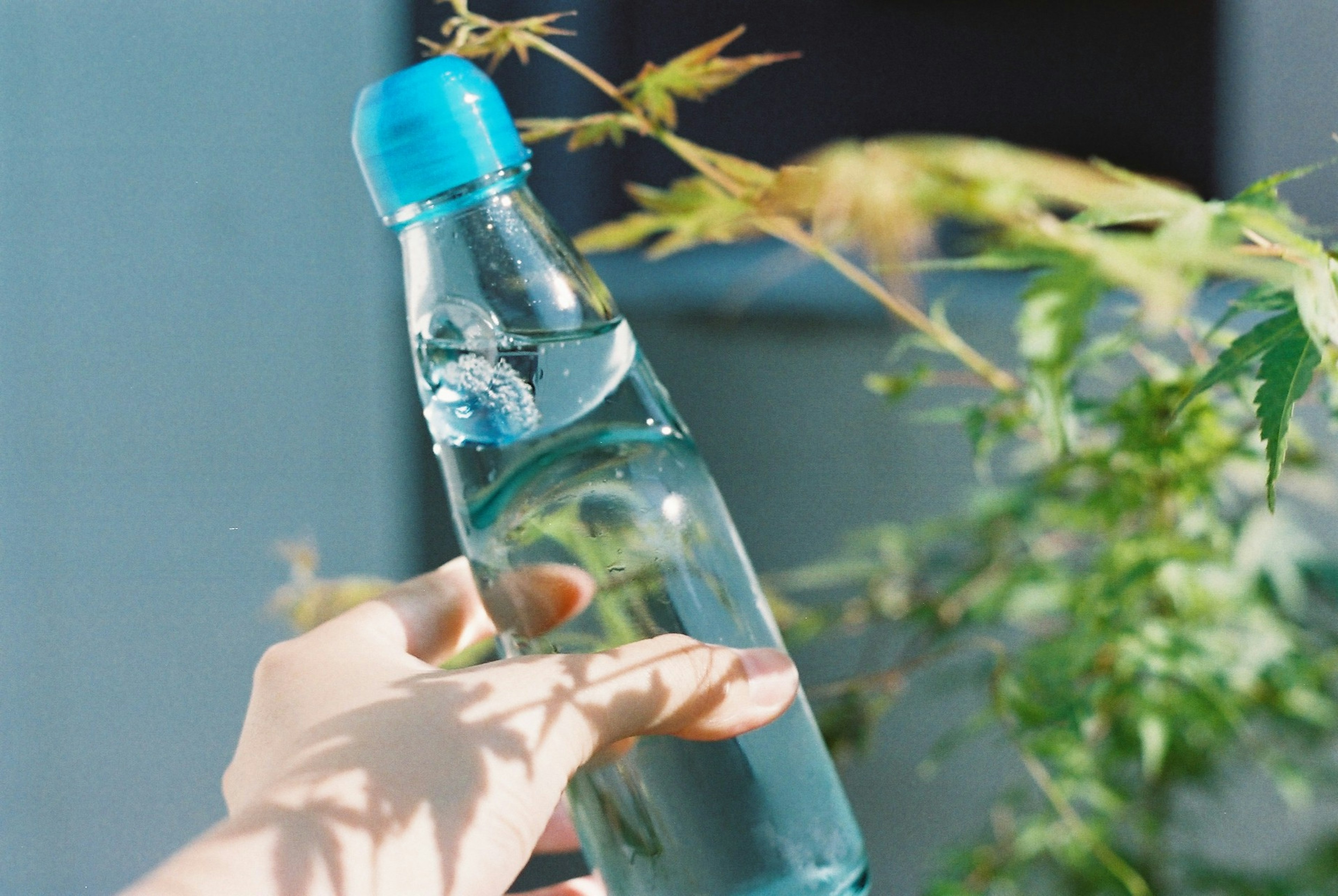 Main tenant une bouteille d'eau avec un bouchon bleu devant des plantes vertes