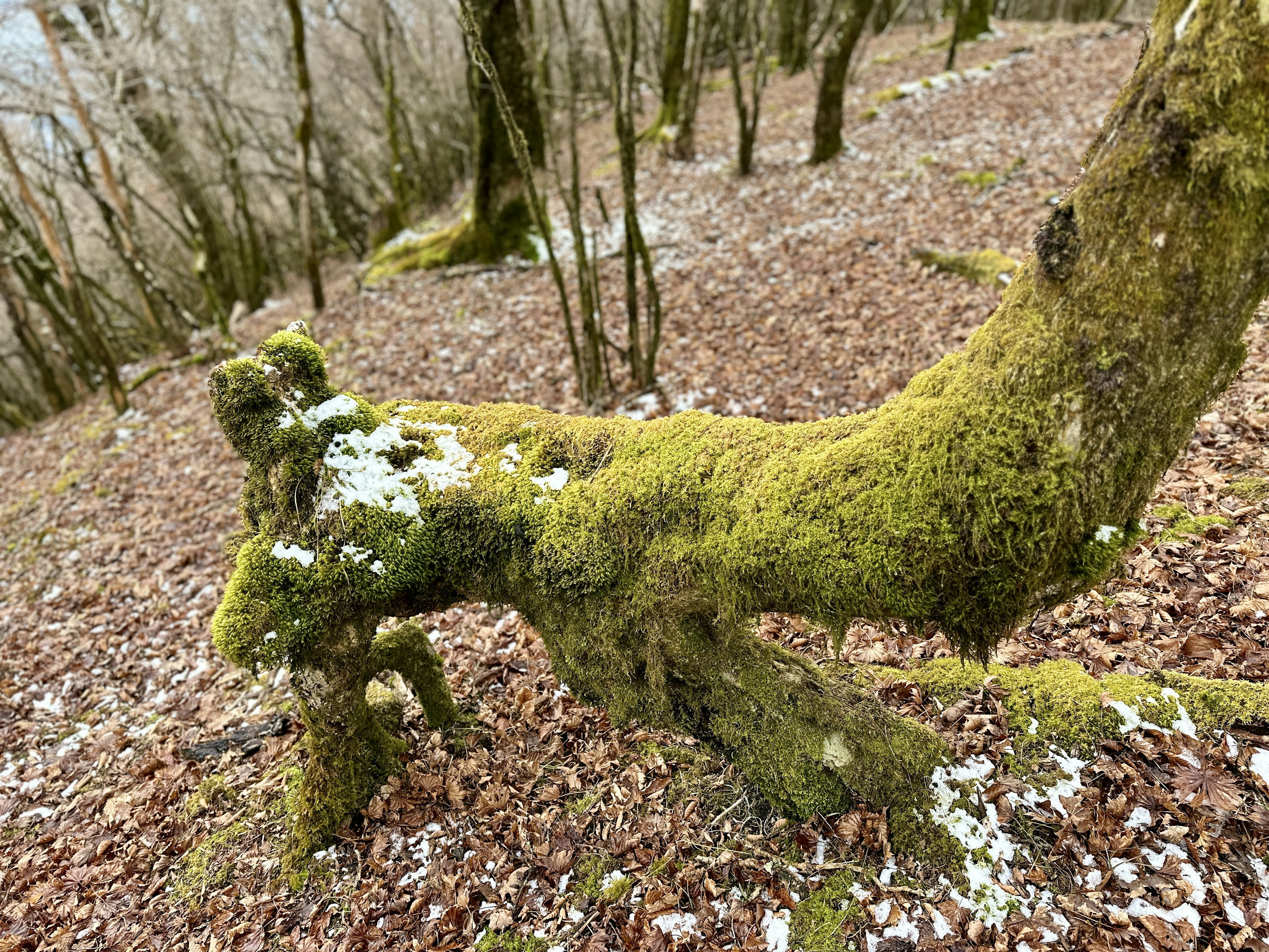 Tronco d'albero coperto di muschio in una foresta con foglie cadute