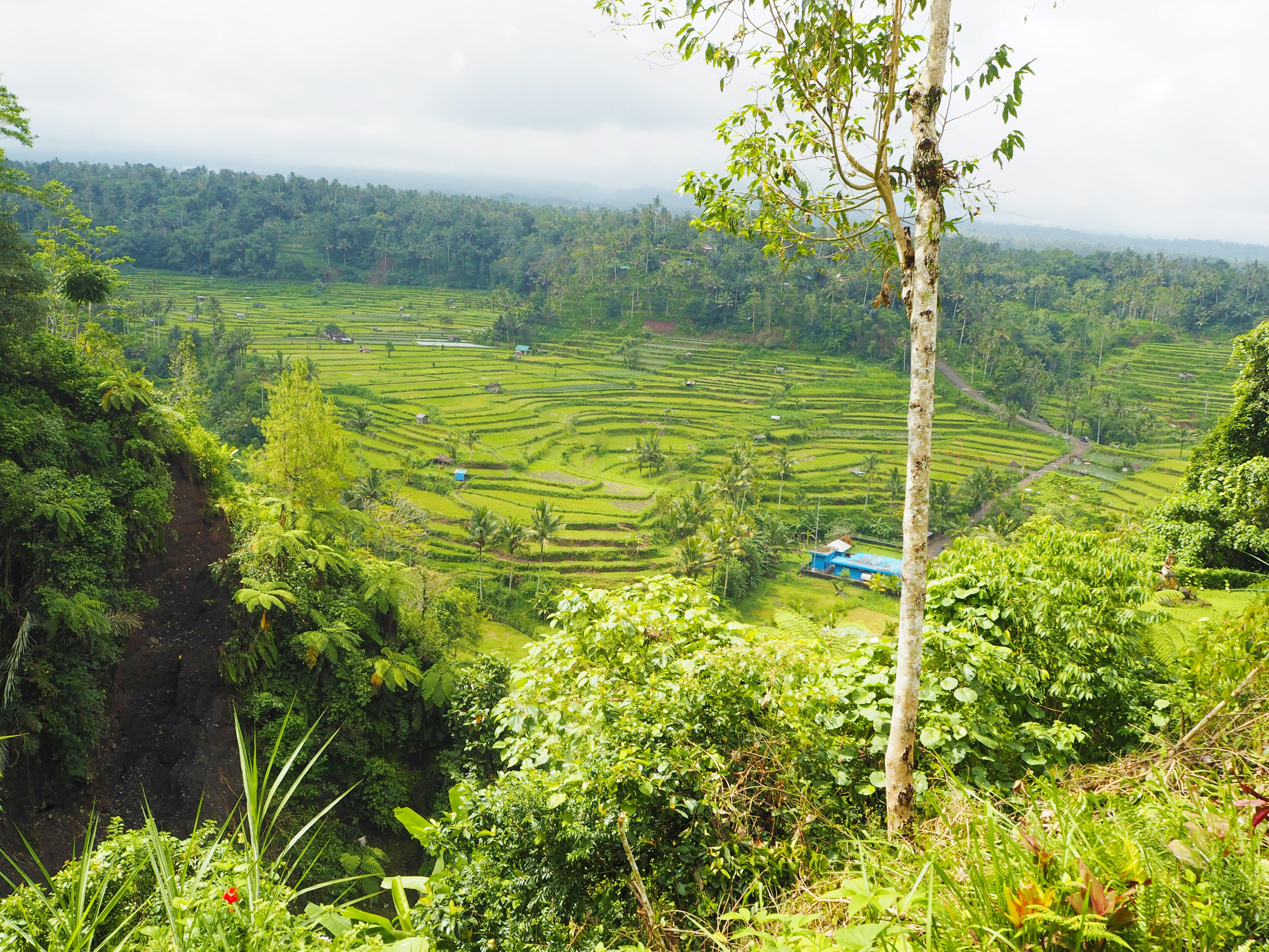 Lush terraced rice fields with trees and hills