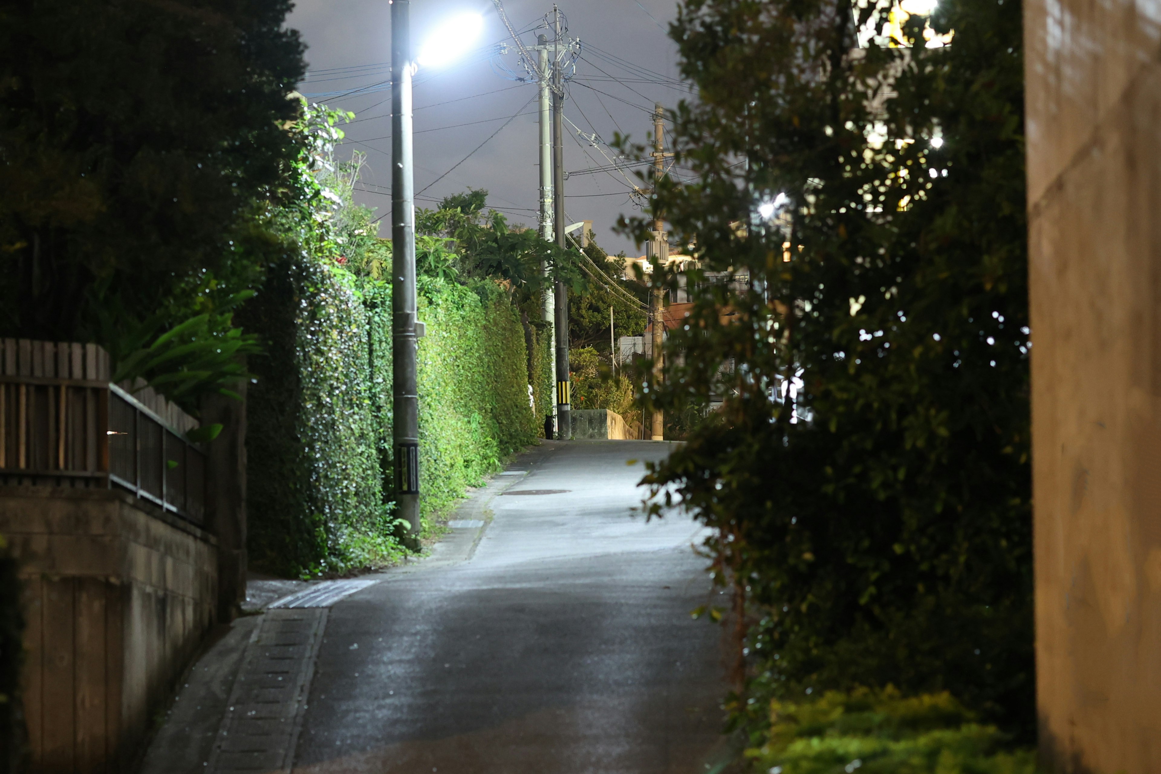 Quiet nighttime path with streetlights and green foliage