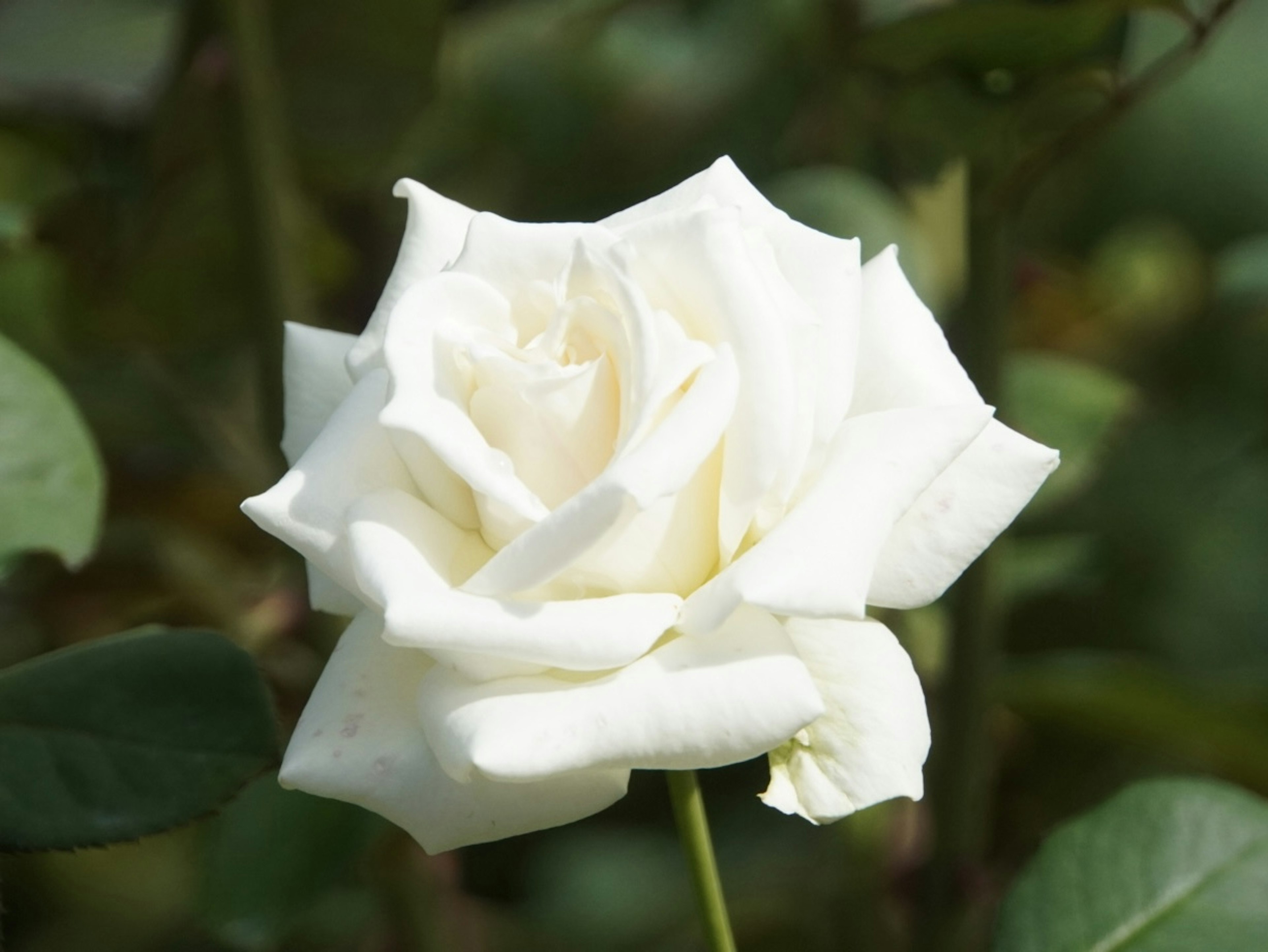 Una rosa blanca floreciendo entre hojas verdes