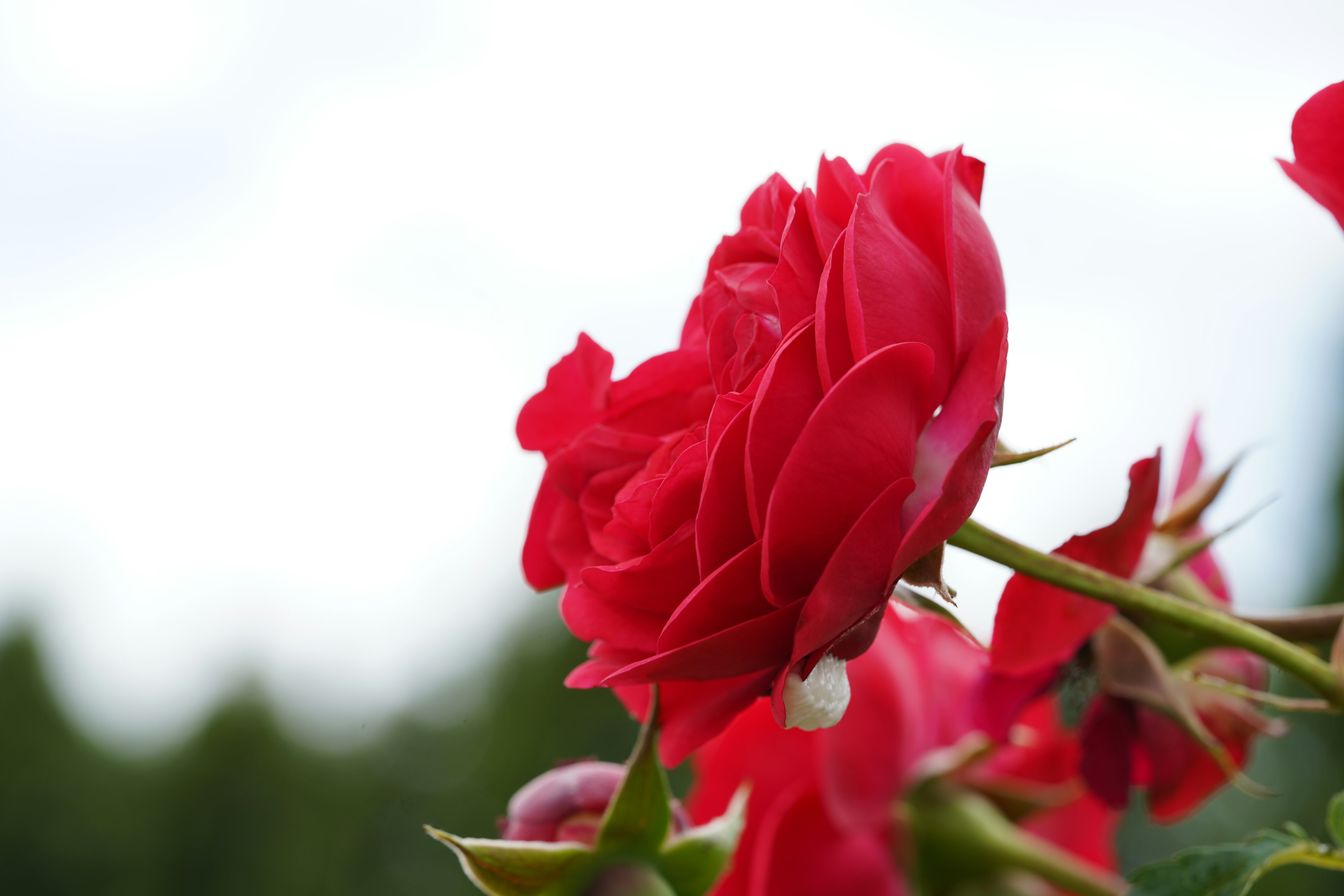 Close-up of a beautiful red rose flower