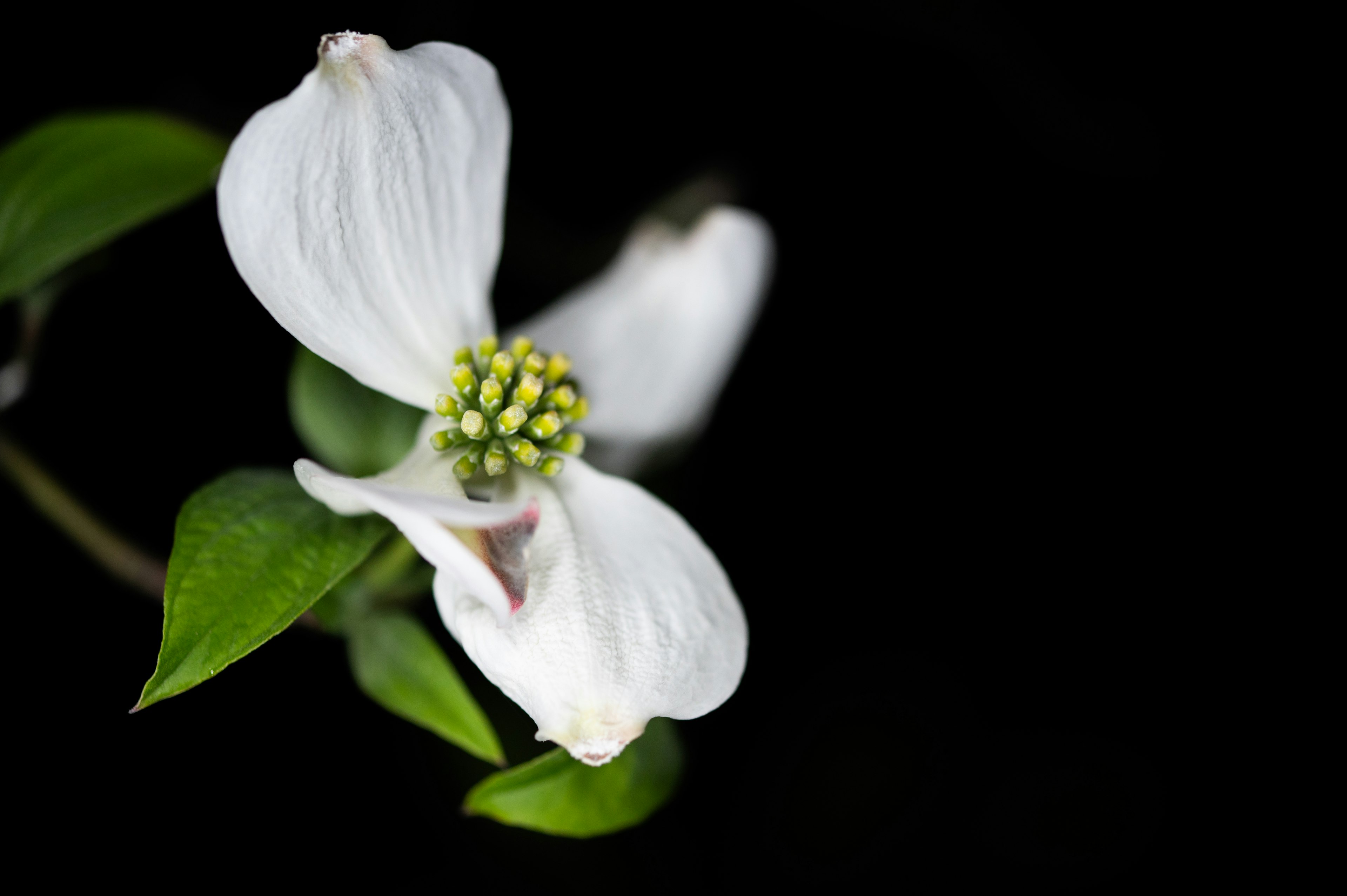 Weiße Blume mit grünen Blättern vor schwarzem Hintergrund