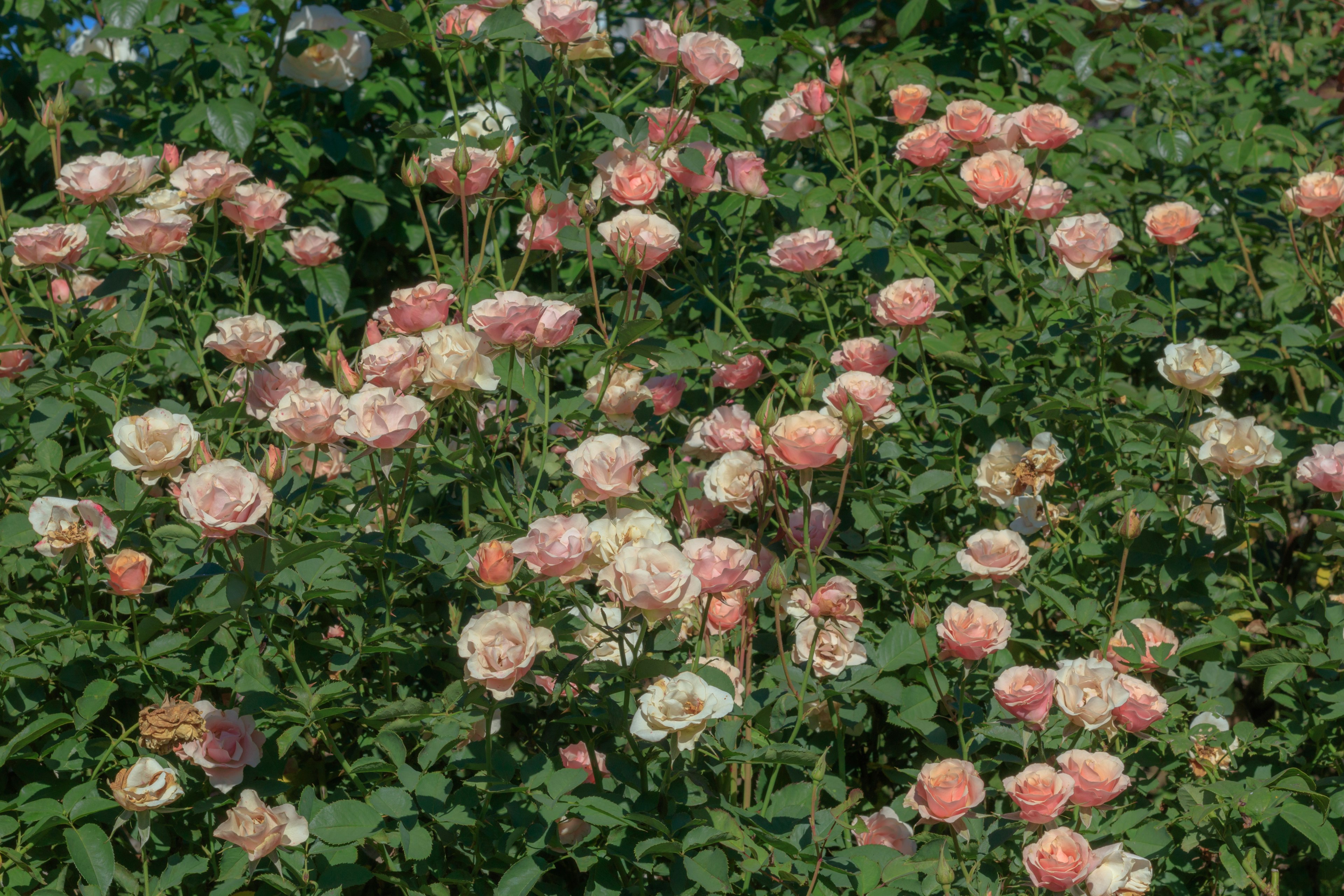 Un jardín vibrante lleno de rosas en flor en tonos de rosa y crema