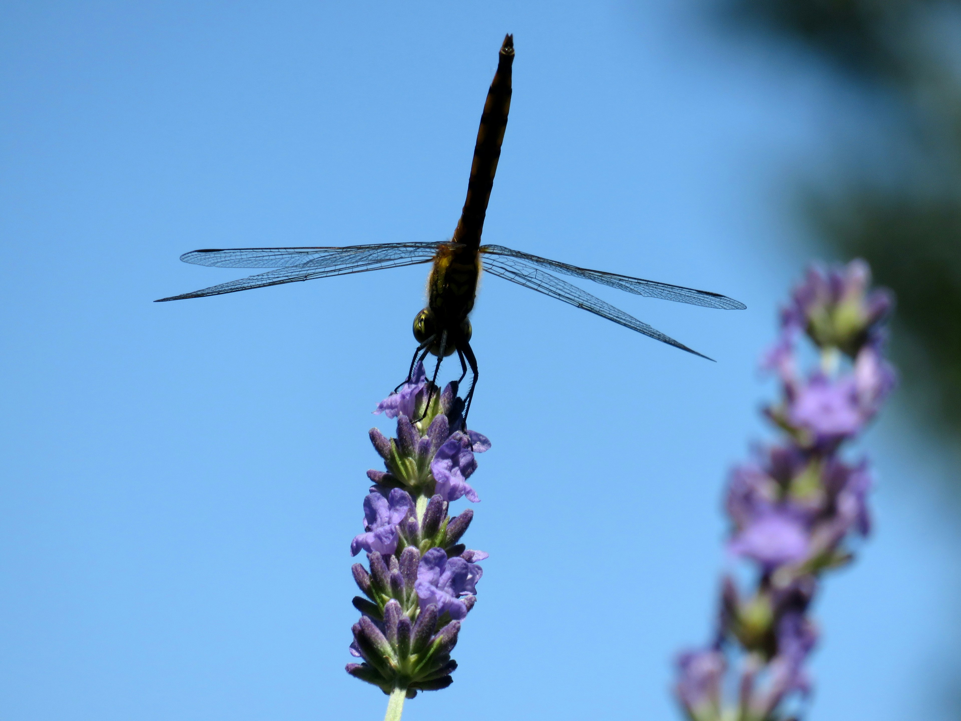 Libellula appollaiata su un fiore di lavanda sotto un cielo blu