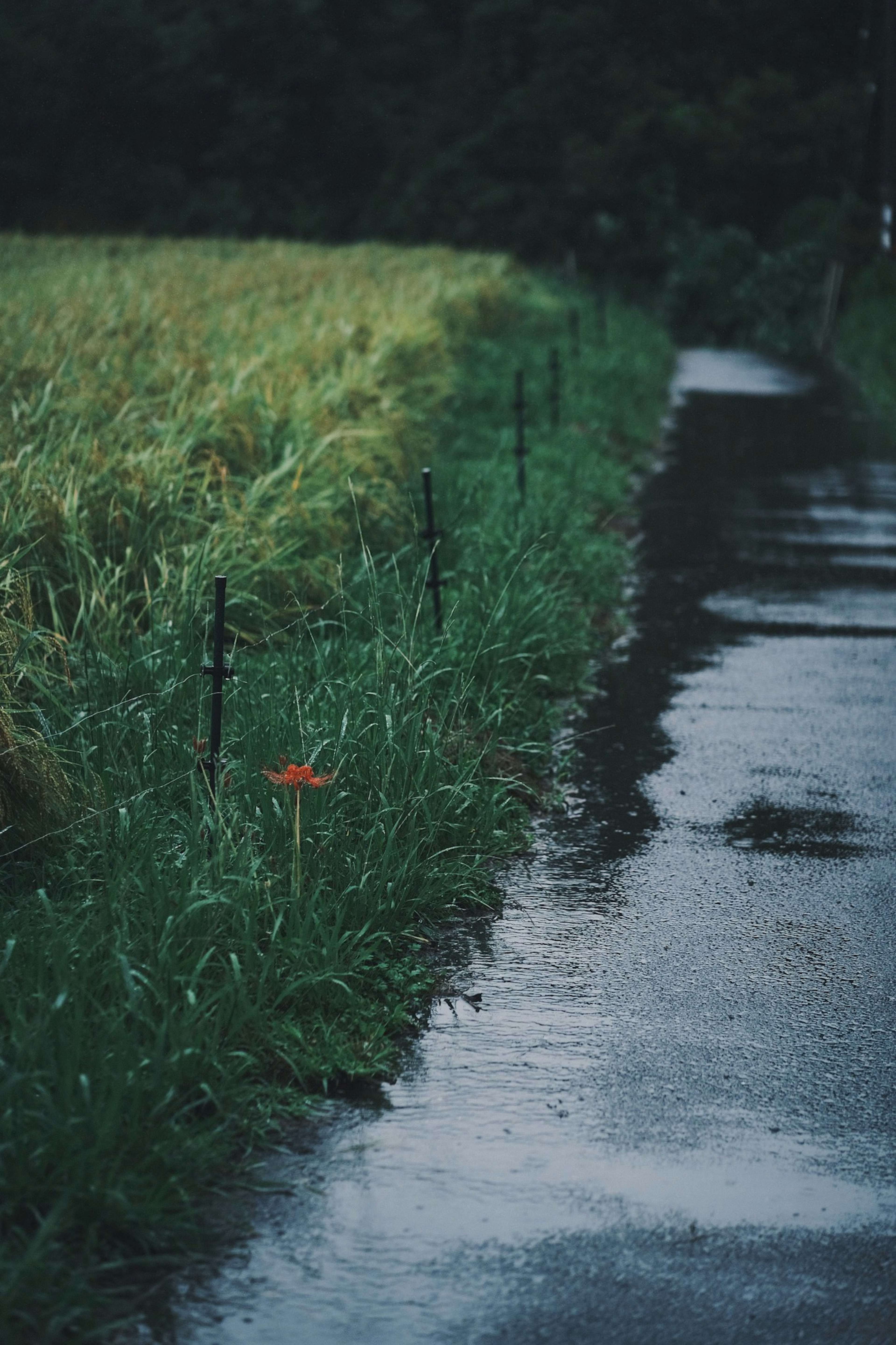 Rain-soaked pathway bordered by lush green grass and a rice field