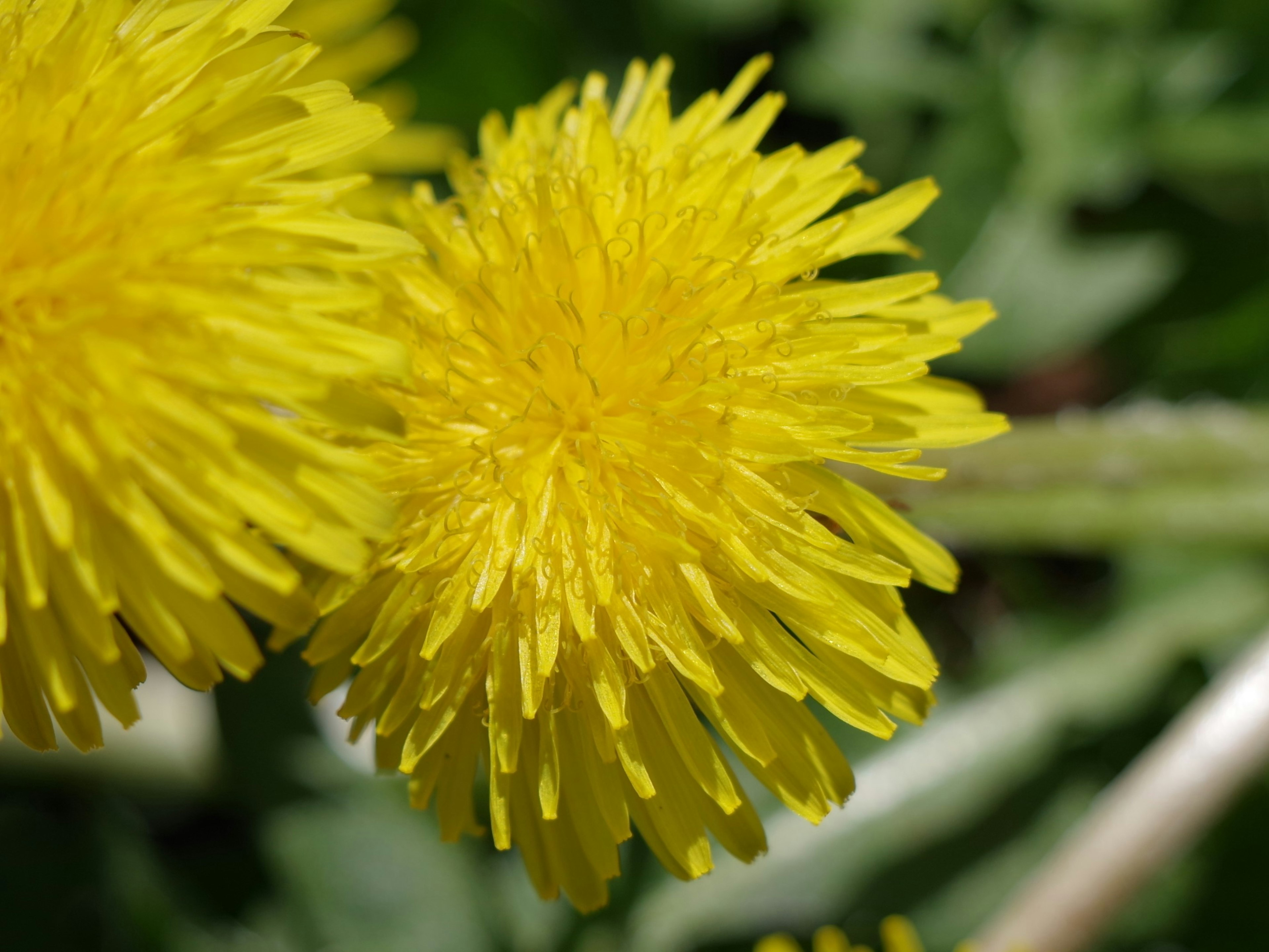 Kedekatan bunga dandelion kuning cerah