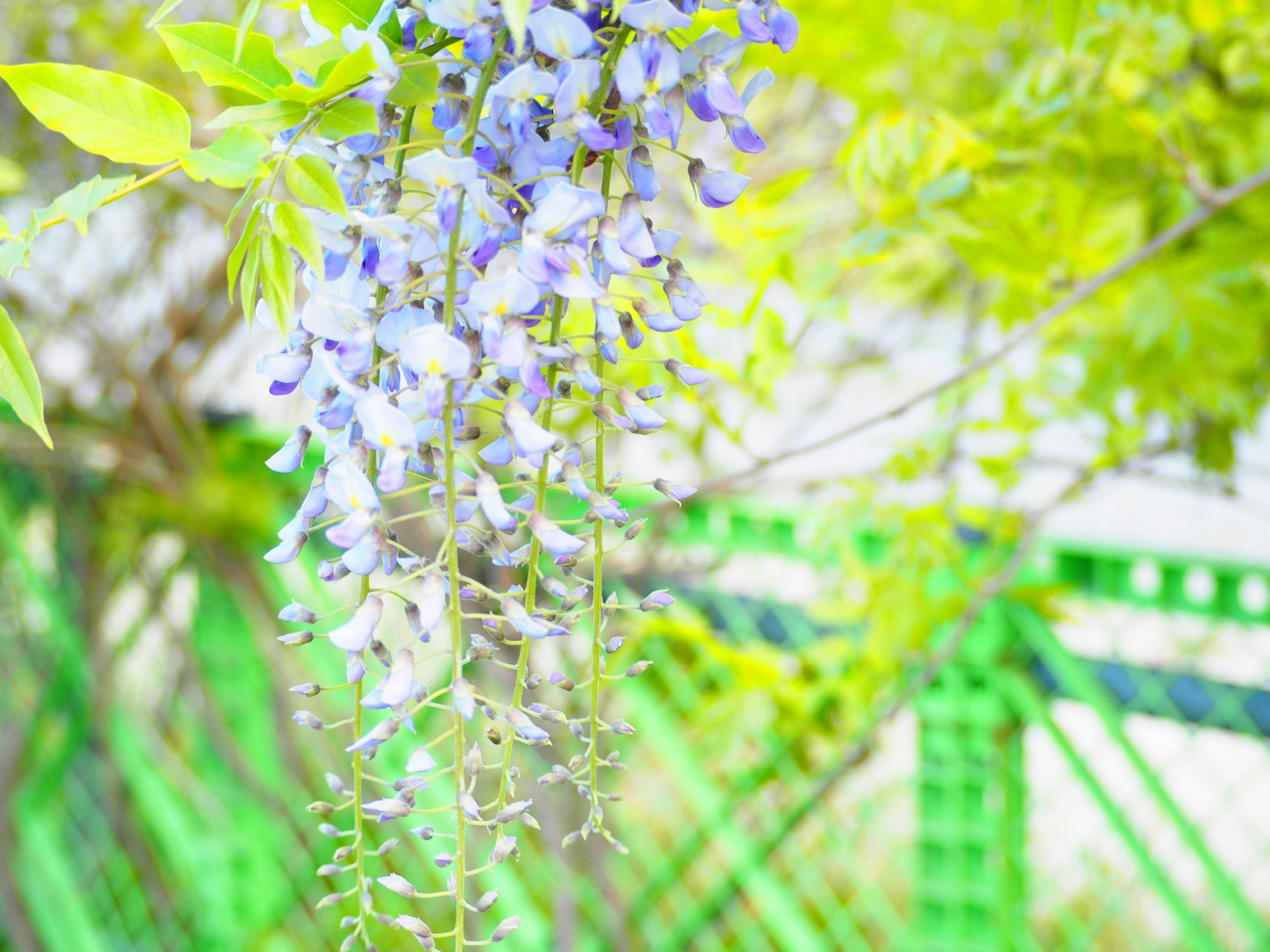 Pianta di glicine con fiori viola appesi su uno sfondo verde