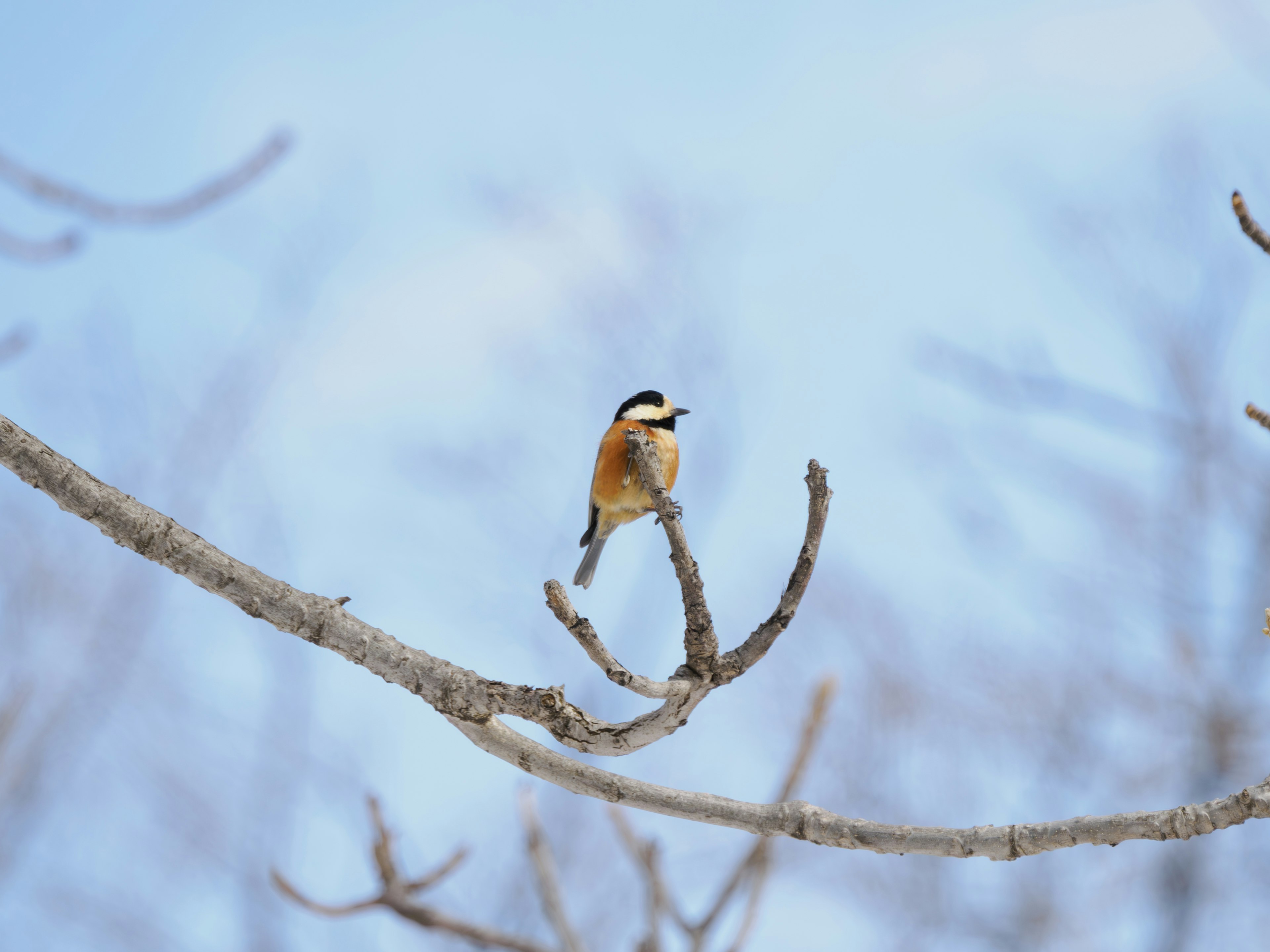 Vogel auf einem Ast unter einem blauen Himmel