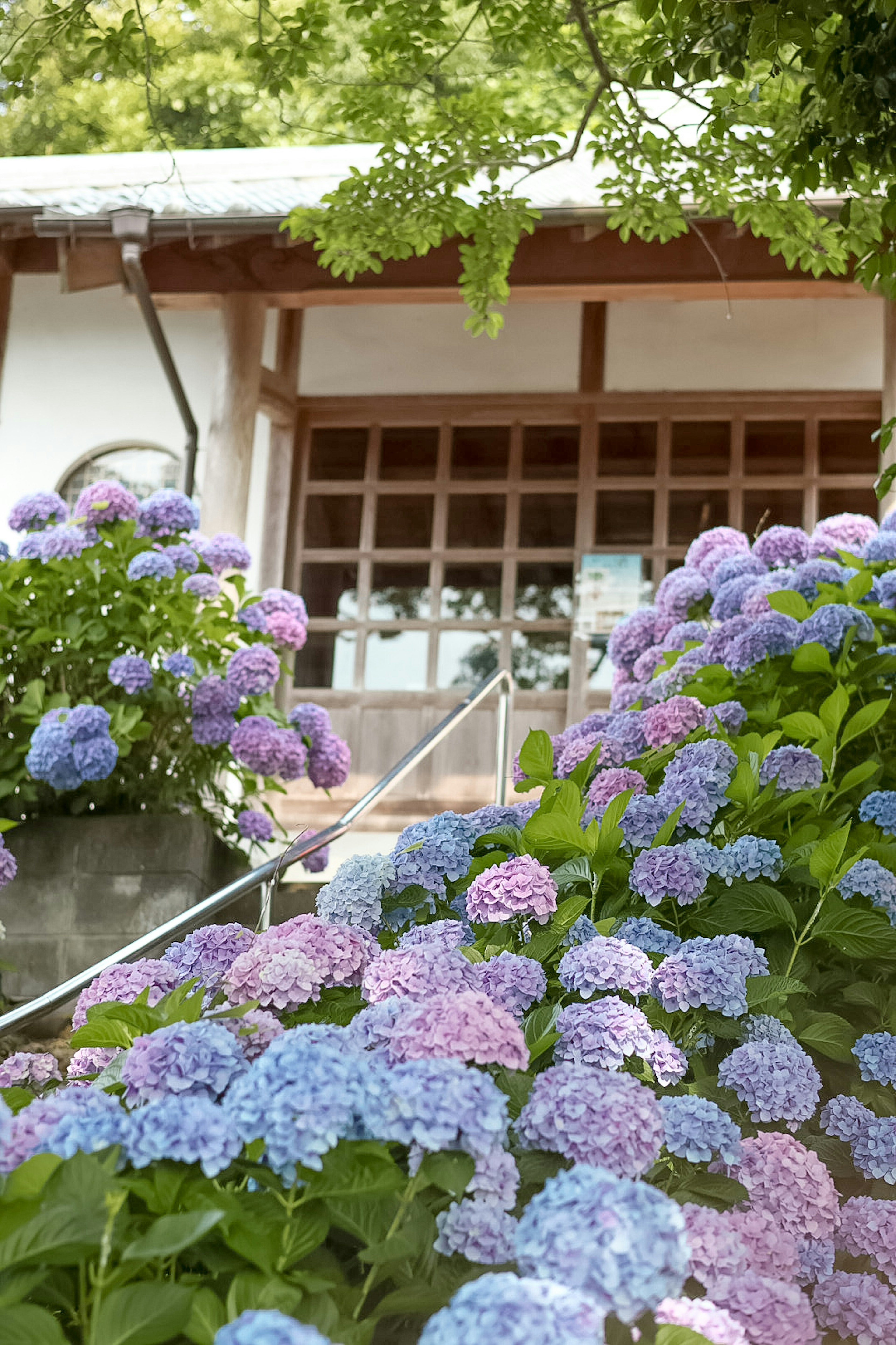 紫陽花の花が咲いている日本の伝統的な建物の前景