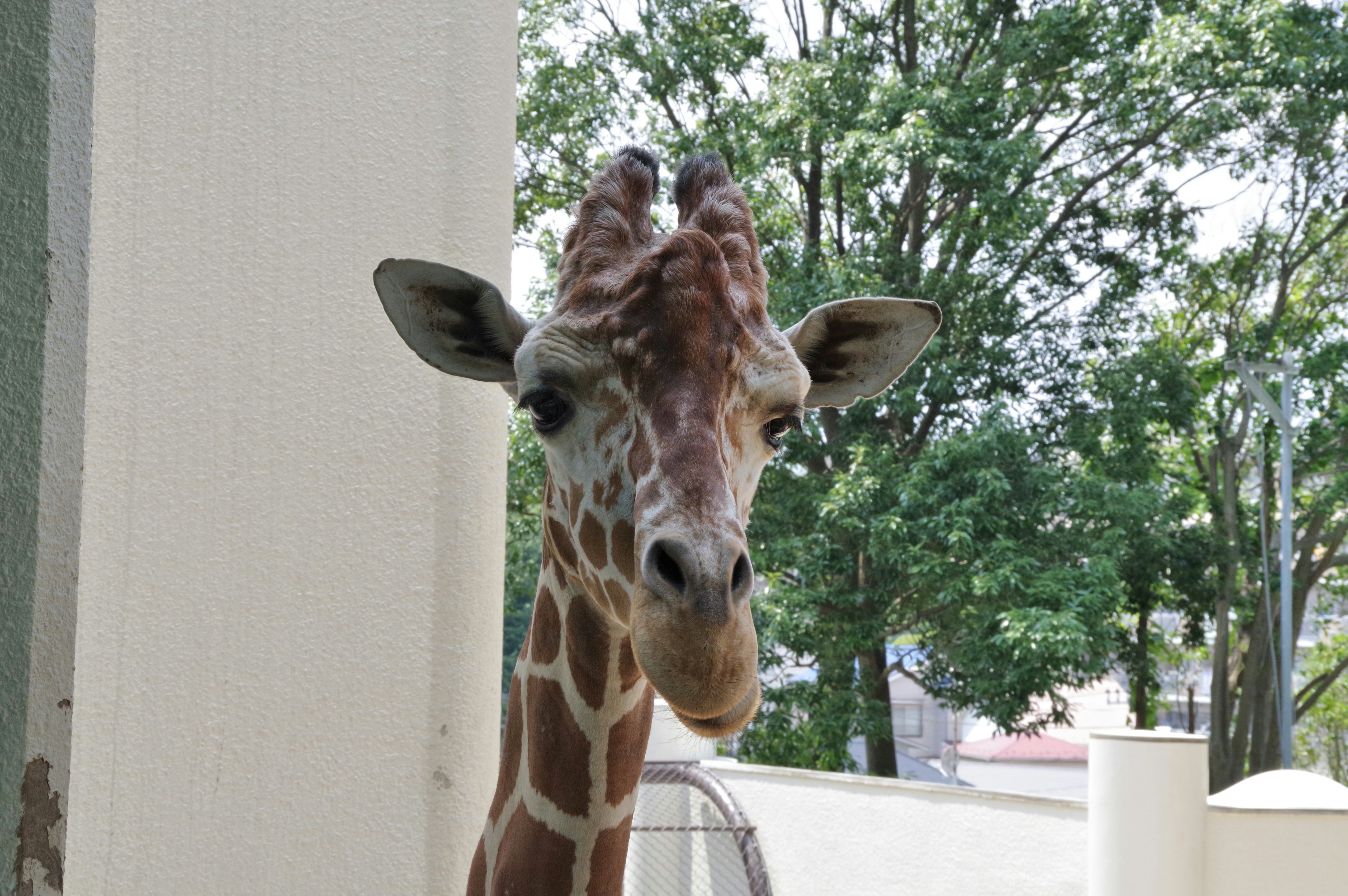 A giraffe looking closely with trees in the background